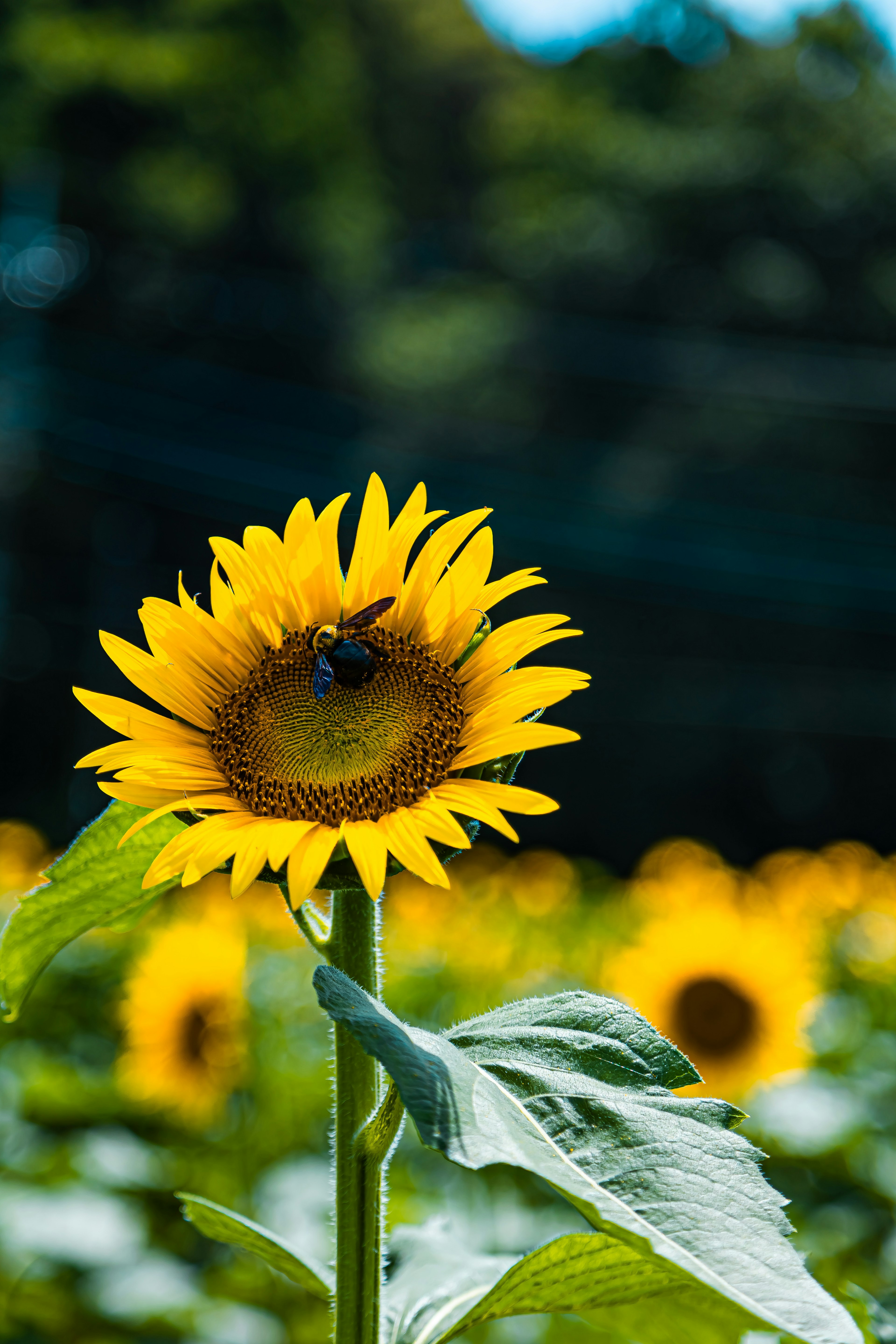 Girasole luminoso con un'ape e campo di girasoli circostante