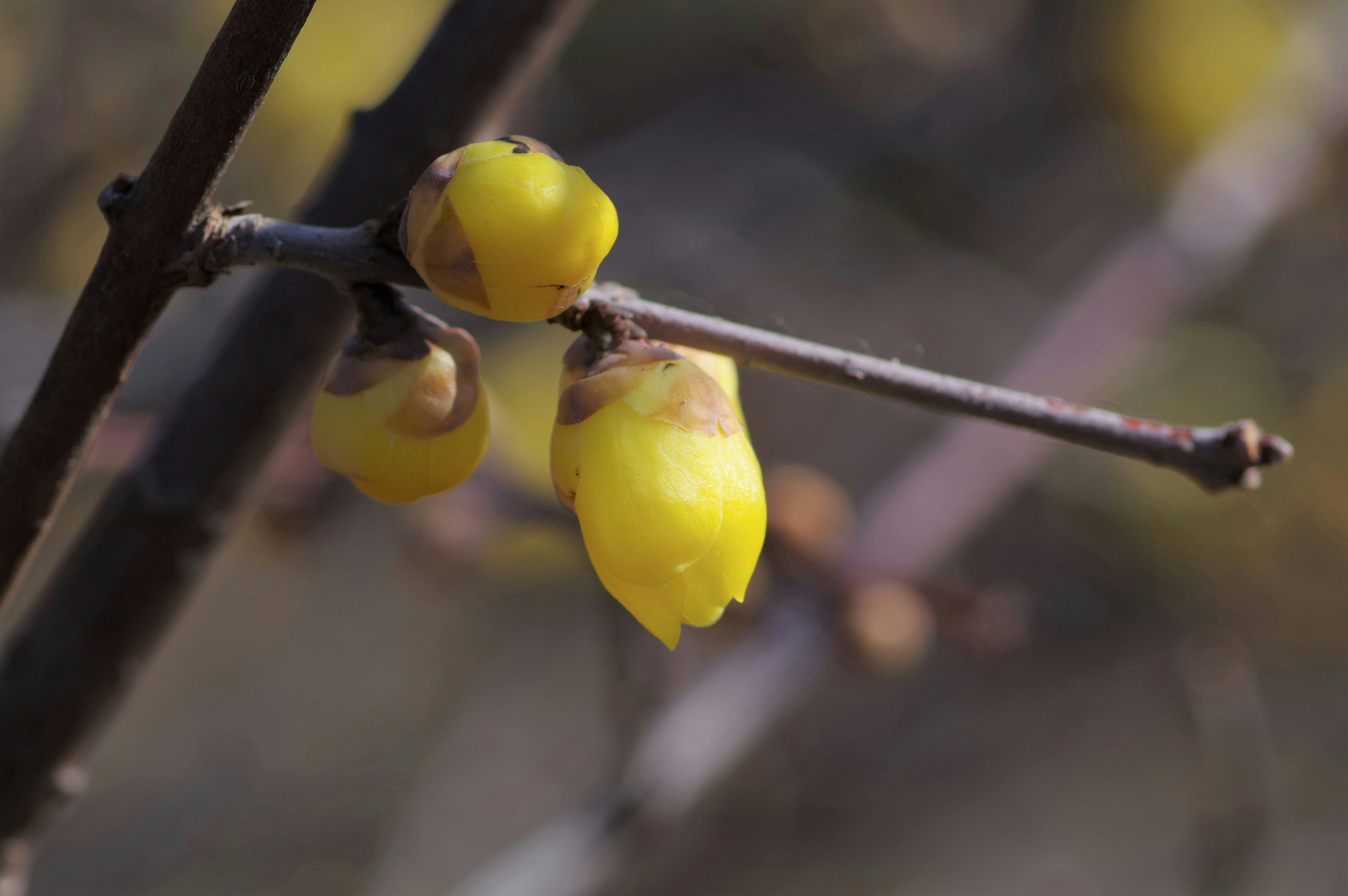 黄色い花芽がついた枝のクローズアップ