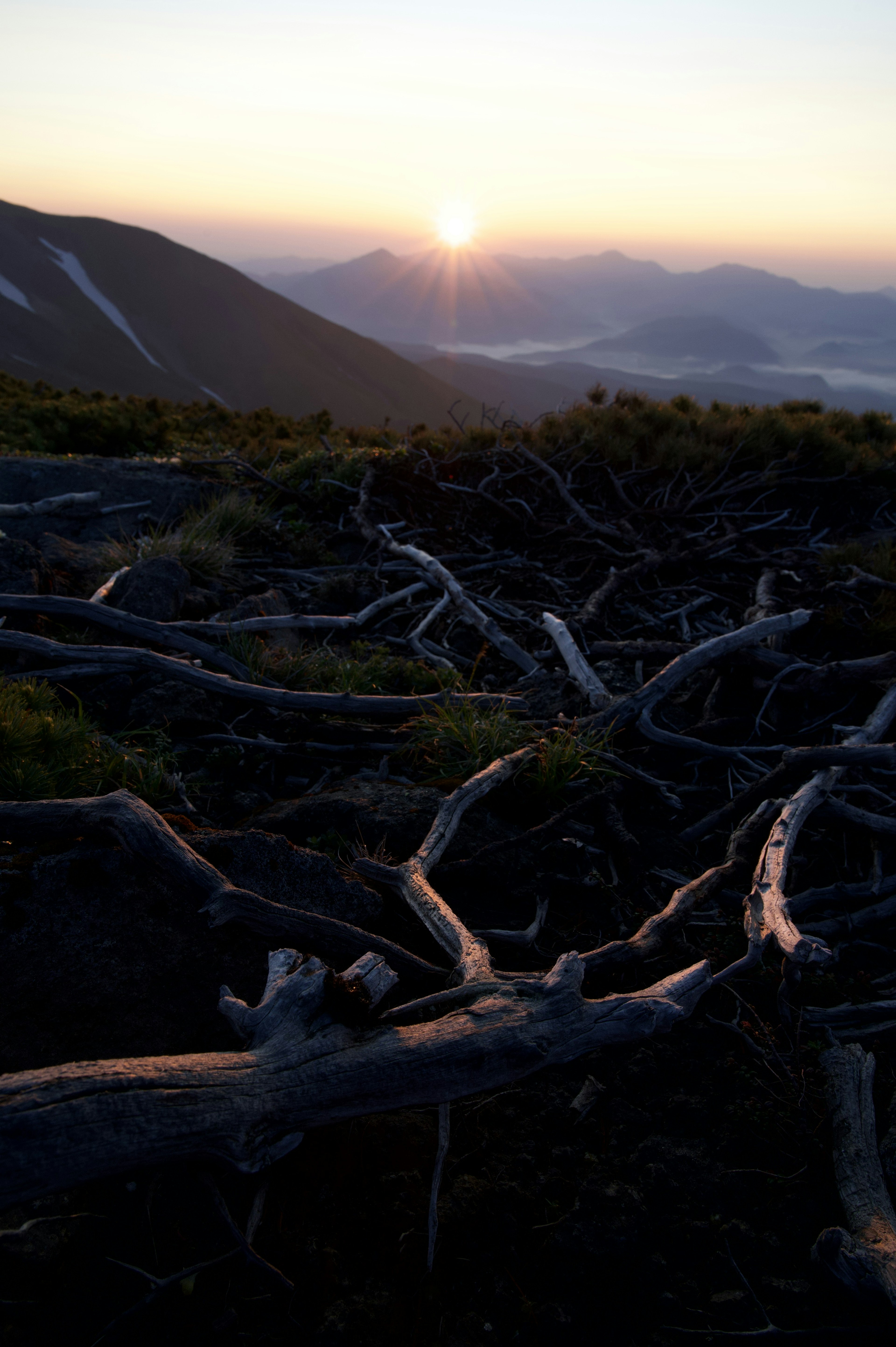 美しい夕日が山の向こうに沈む中、枯れ木の根が絡み合う風景