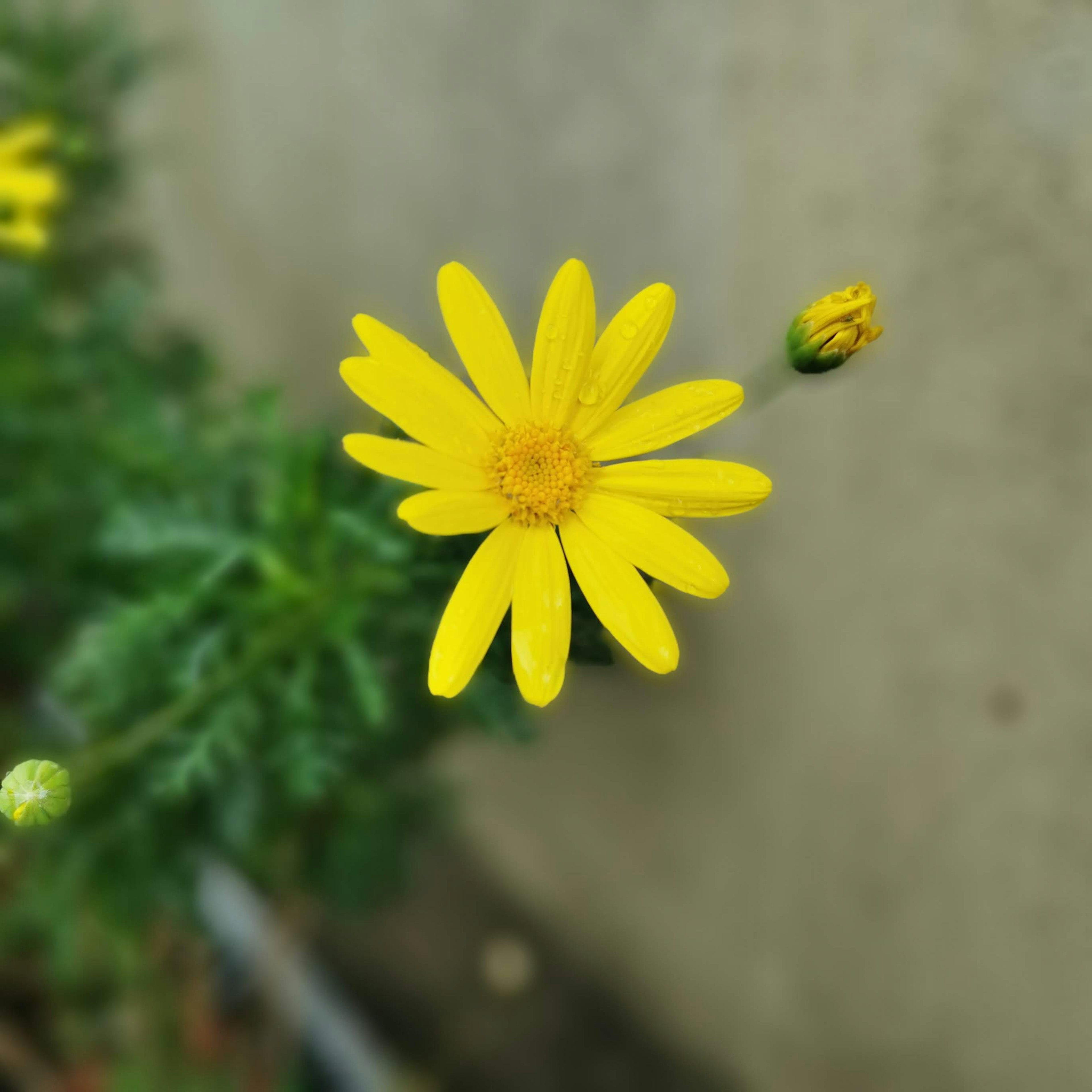 一朵明亮的黄色花朵和附近的花蕾