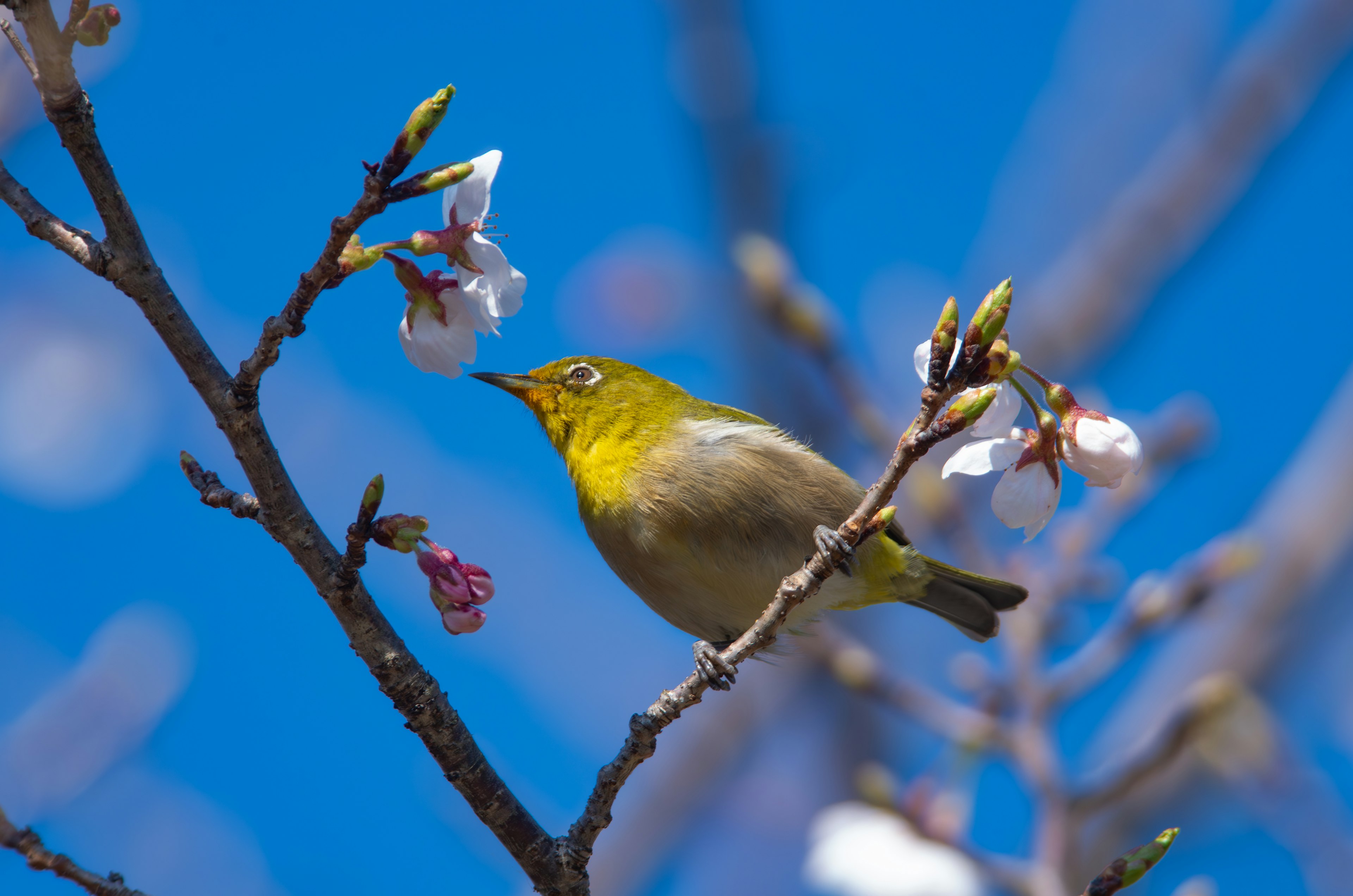 Un pequeño pájaro amarillo cerca de flores de cerezo bajo un cielo azul