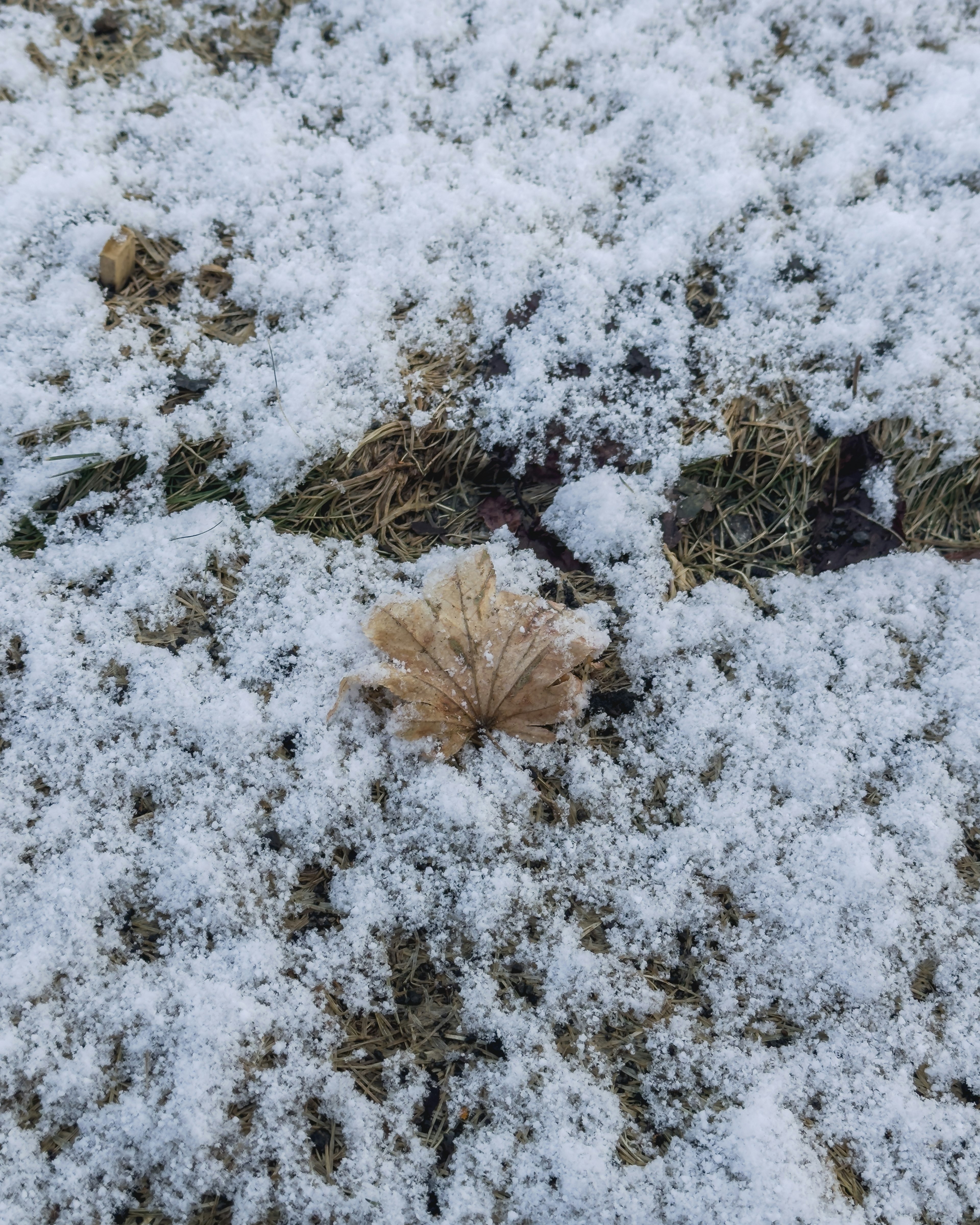 Dried leaf resting on snow-covered ground