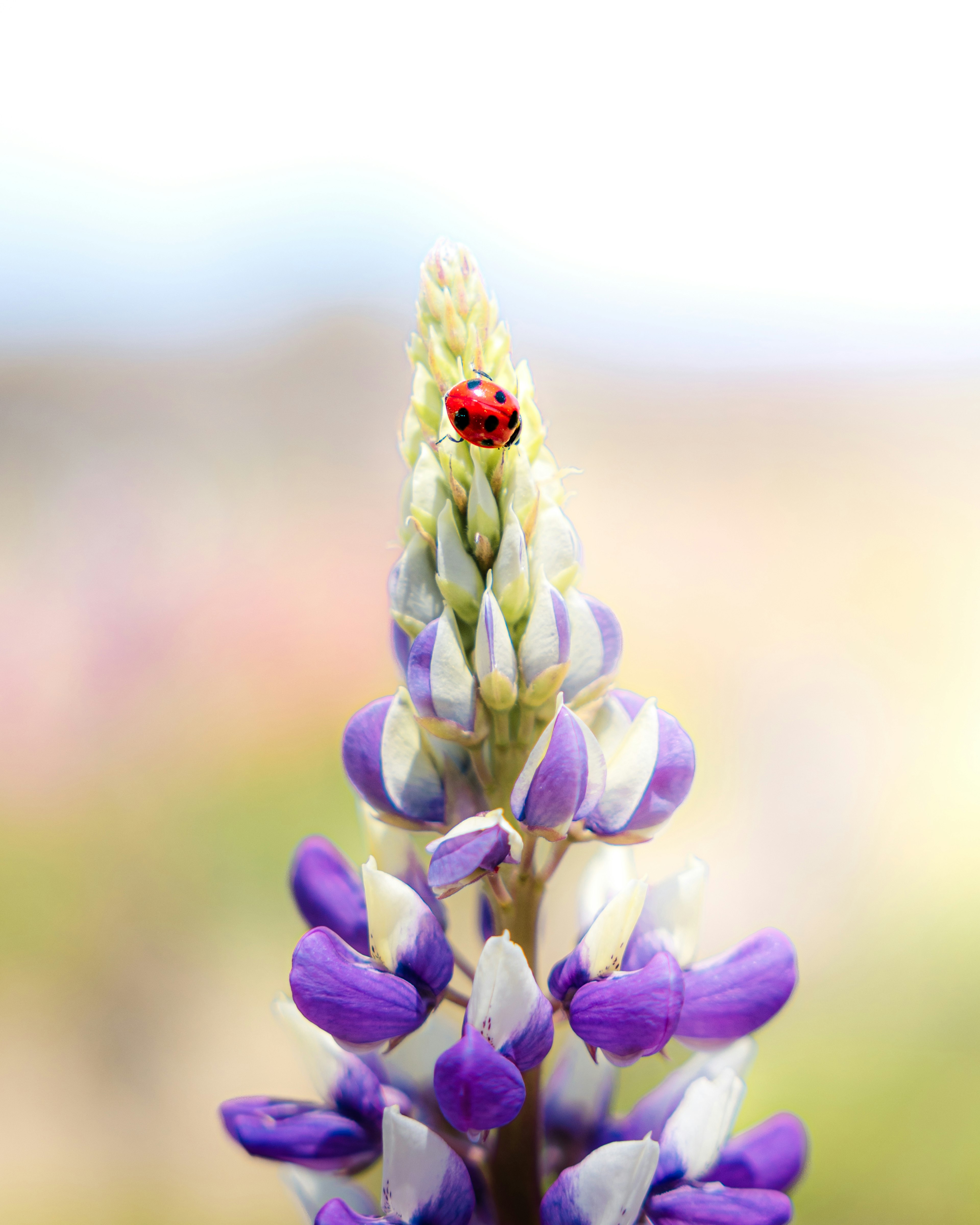 A red ladybug perched on the tip of a purple lupine flower