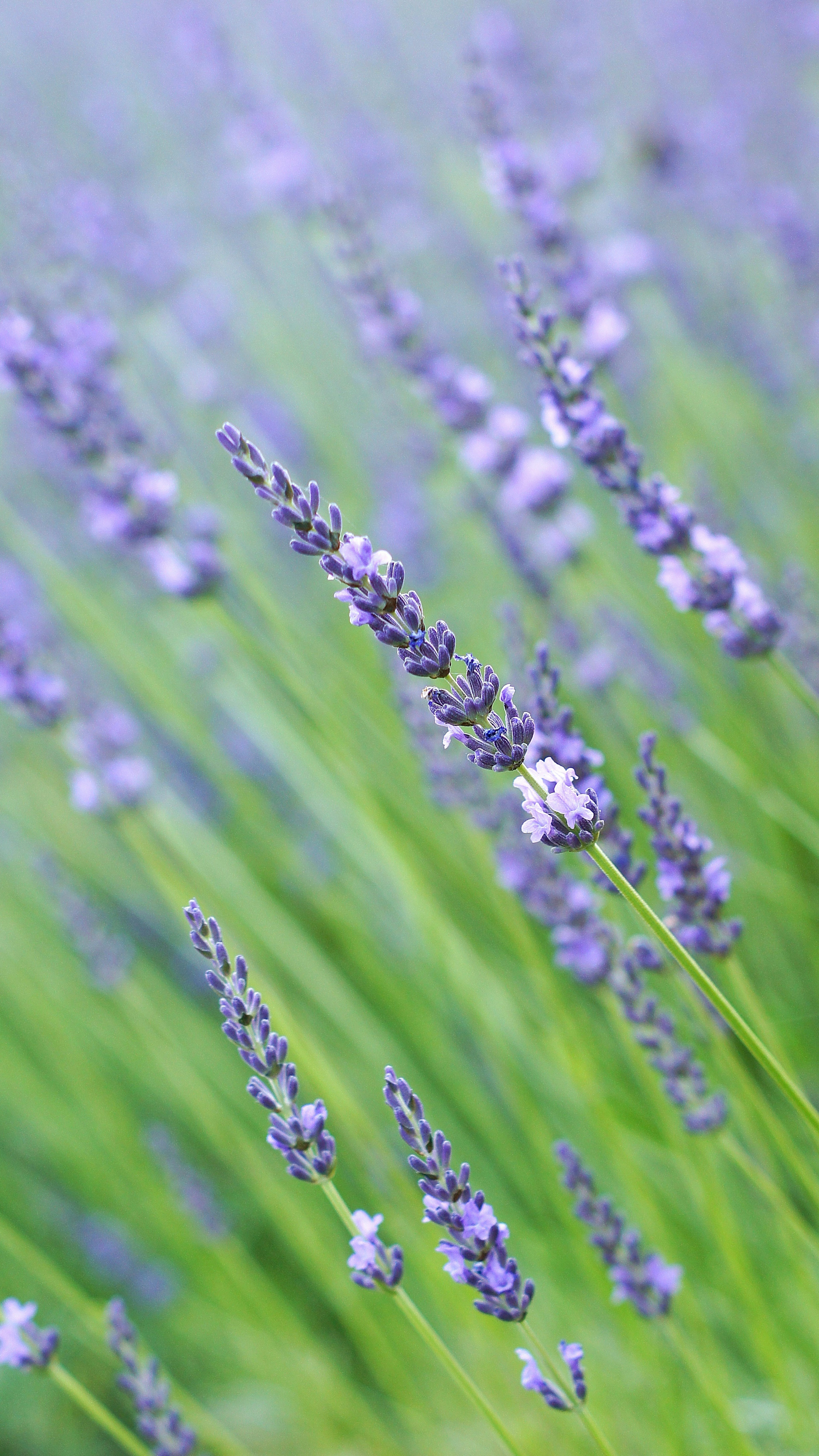 Fiori di lavanda viola con sfondo verde