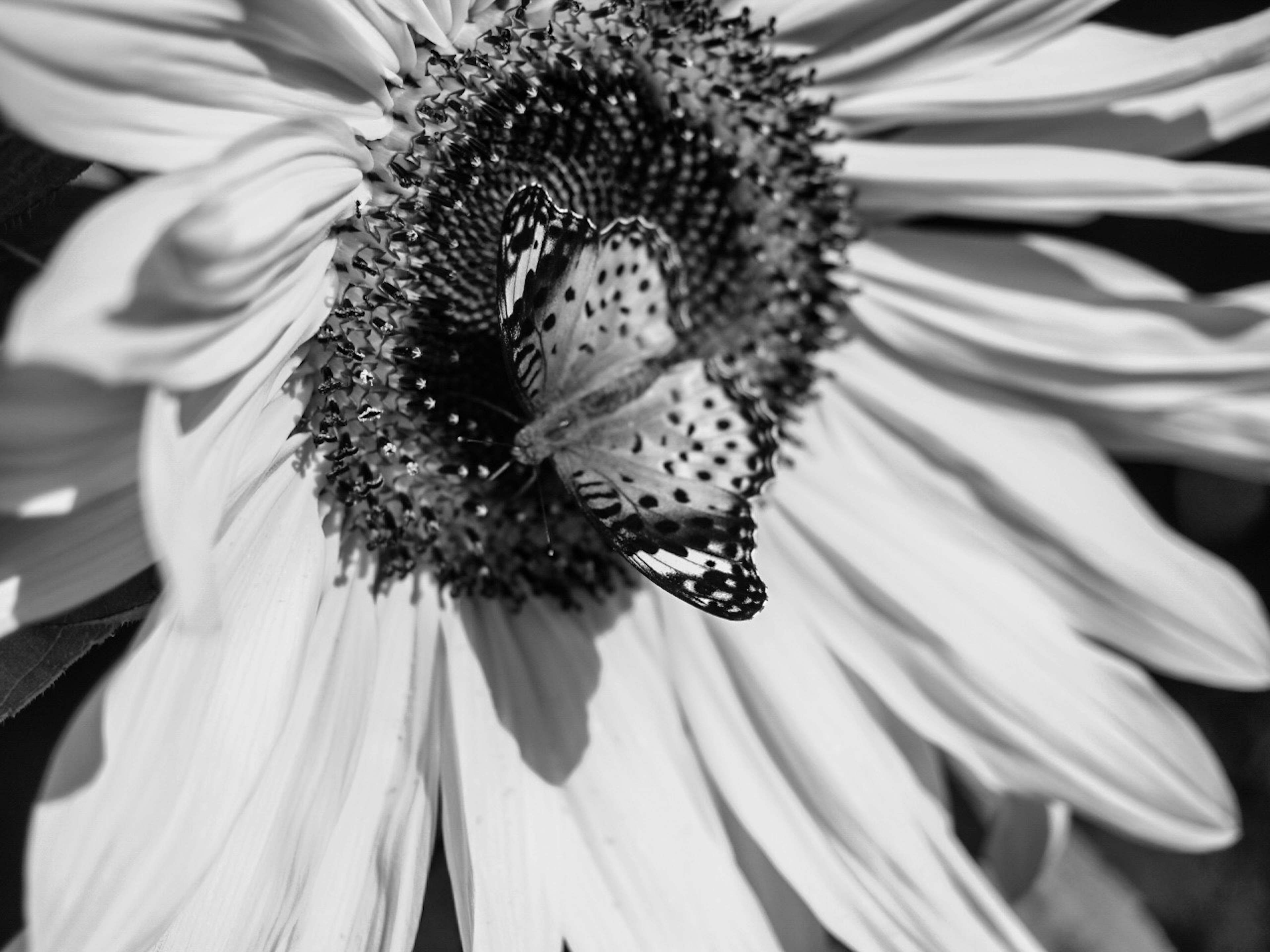 Acercamiento de una mariposa descansando en el centro de un girasol en blanco y negro