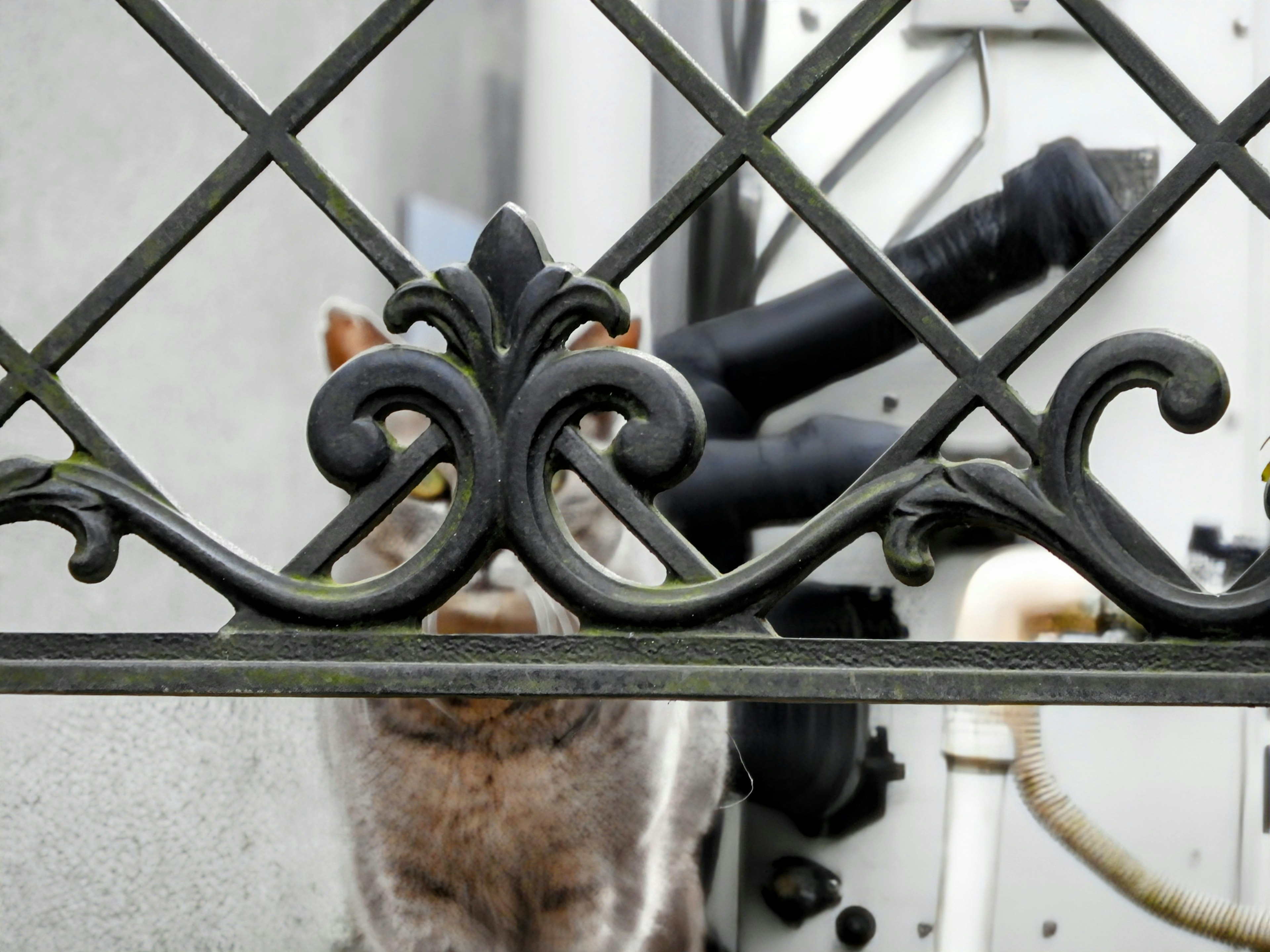 Cara de un gato parcialmente visible a través de una reja de hierro forjado con maquinaria al fondo