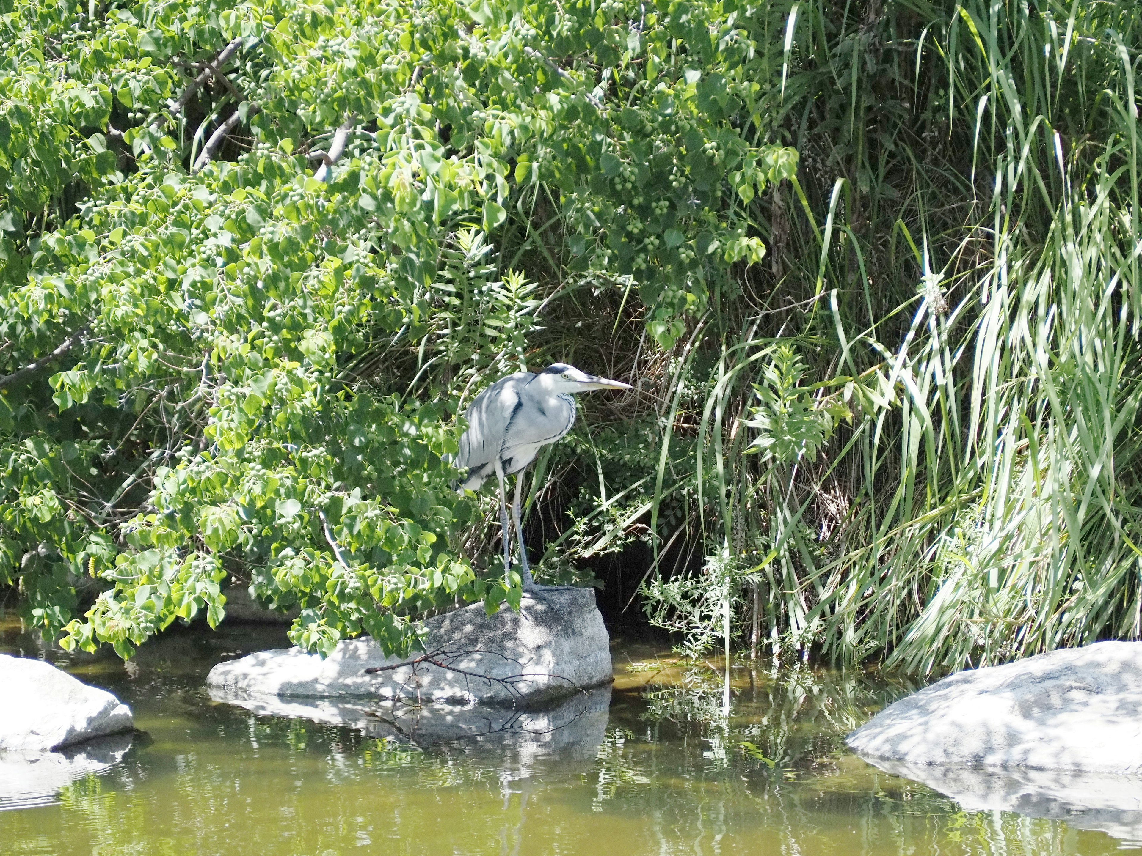 Una garza azul de pie sobre una roca junto al agua oculta entre los árboles