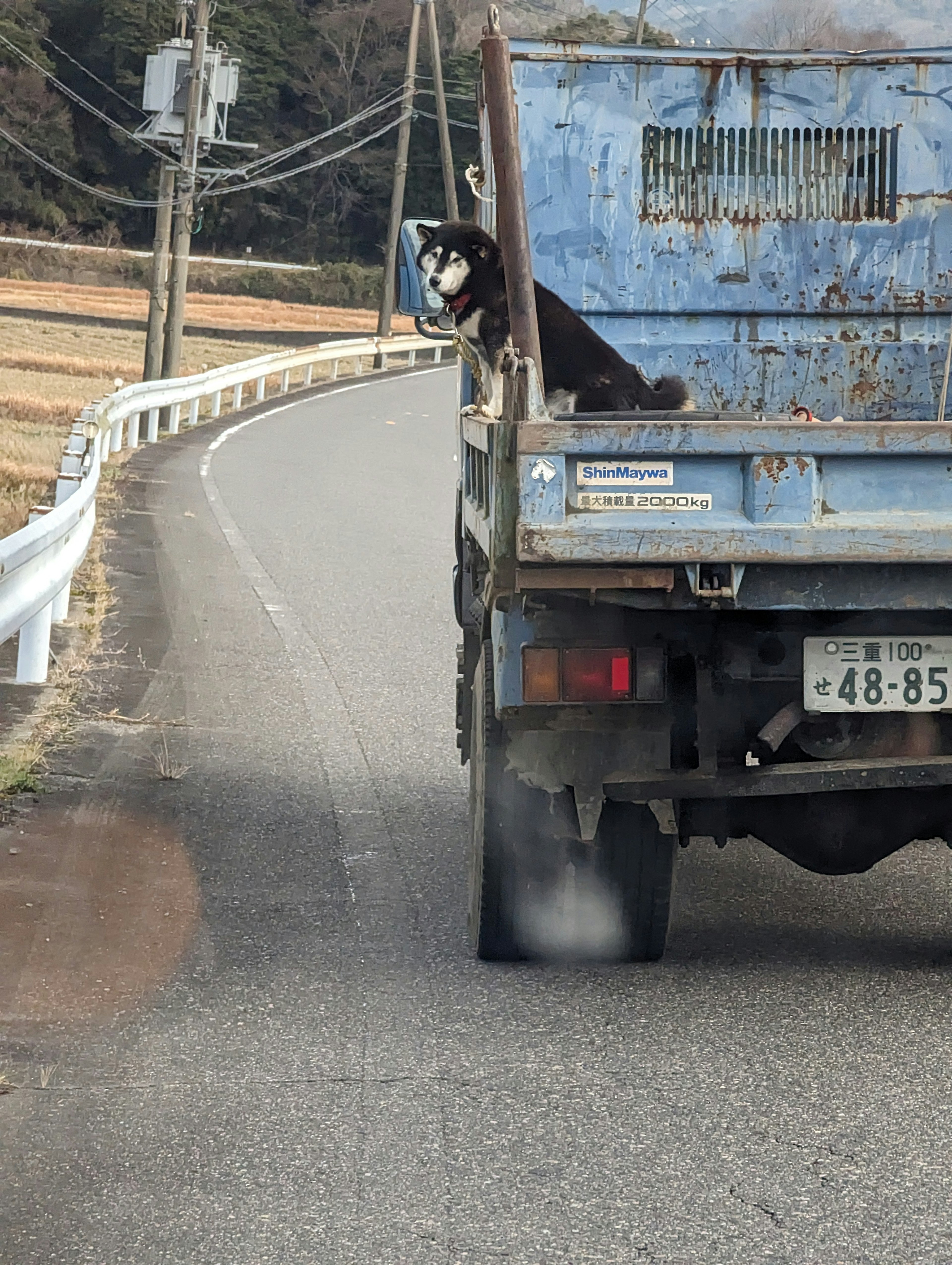 Anjing duduk di belakang truk tua