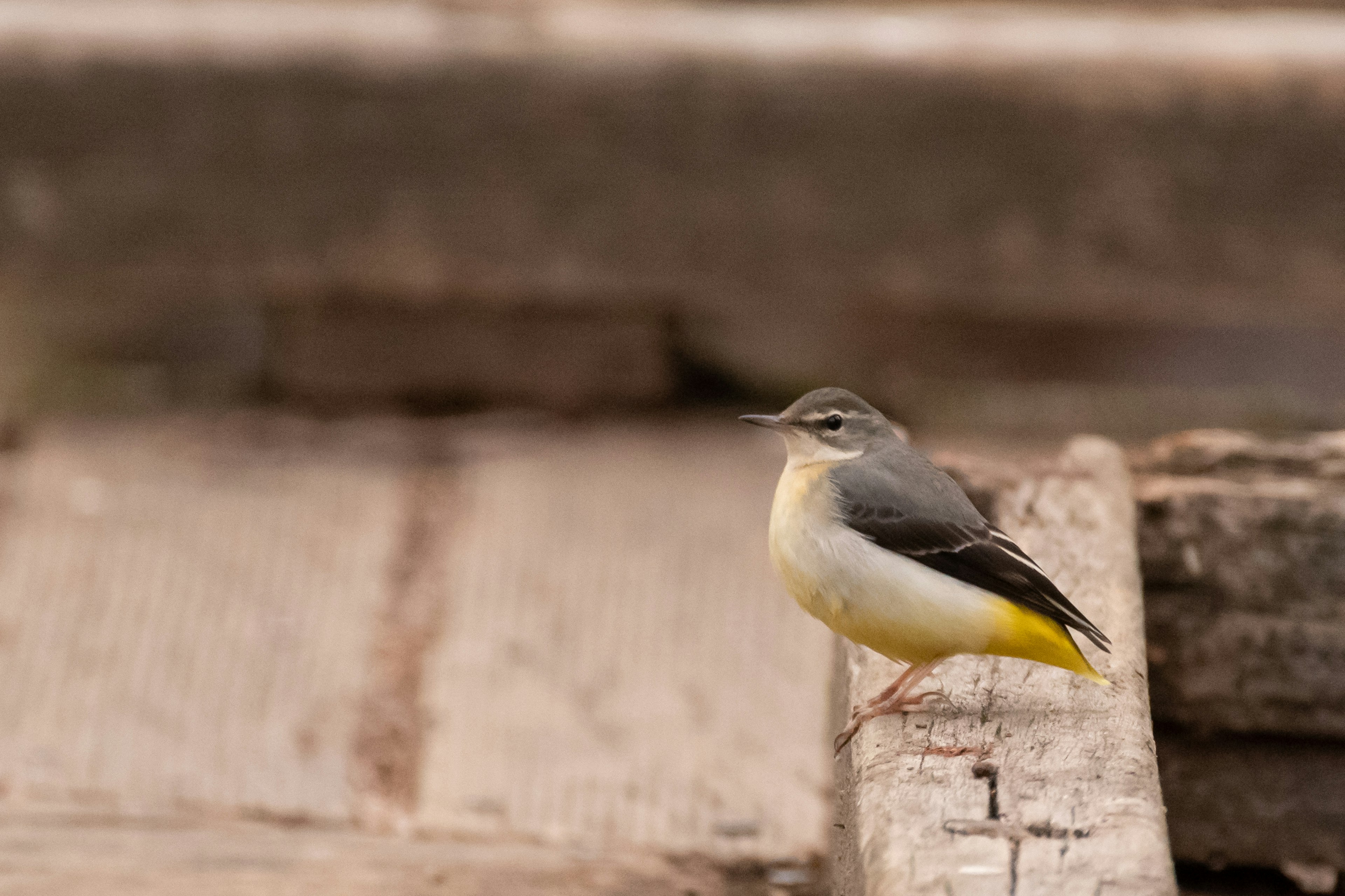 Ein Vogel mit gelbem Bauch steht auf Holz in der Nähe von Wasser