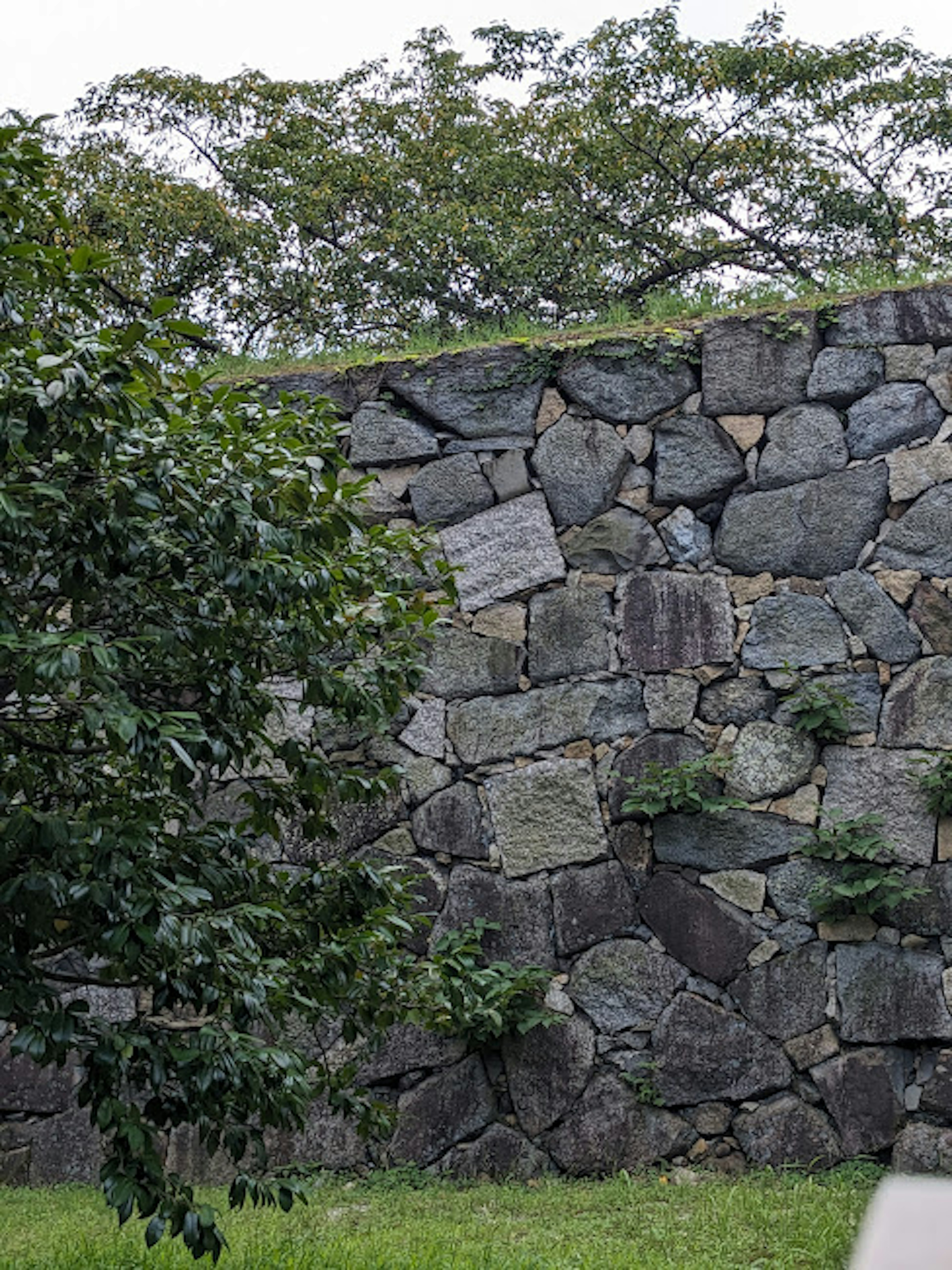 Muro de piedra con vegetación y árboles al fondo