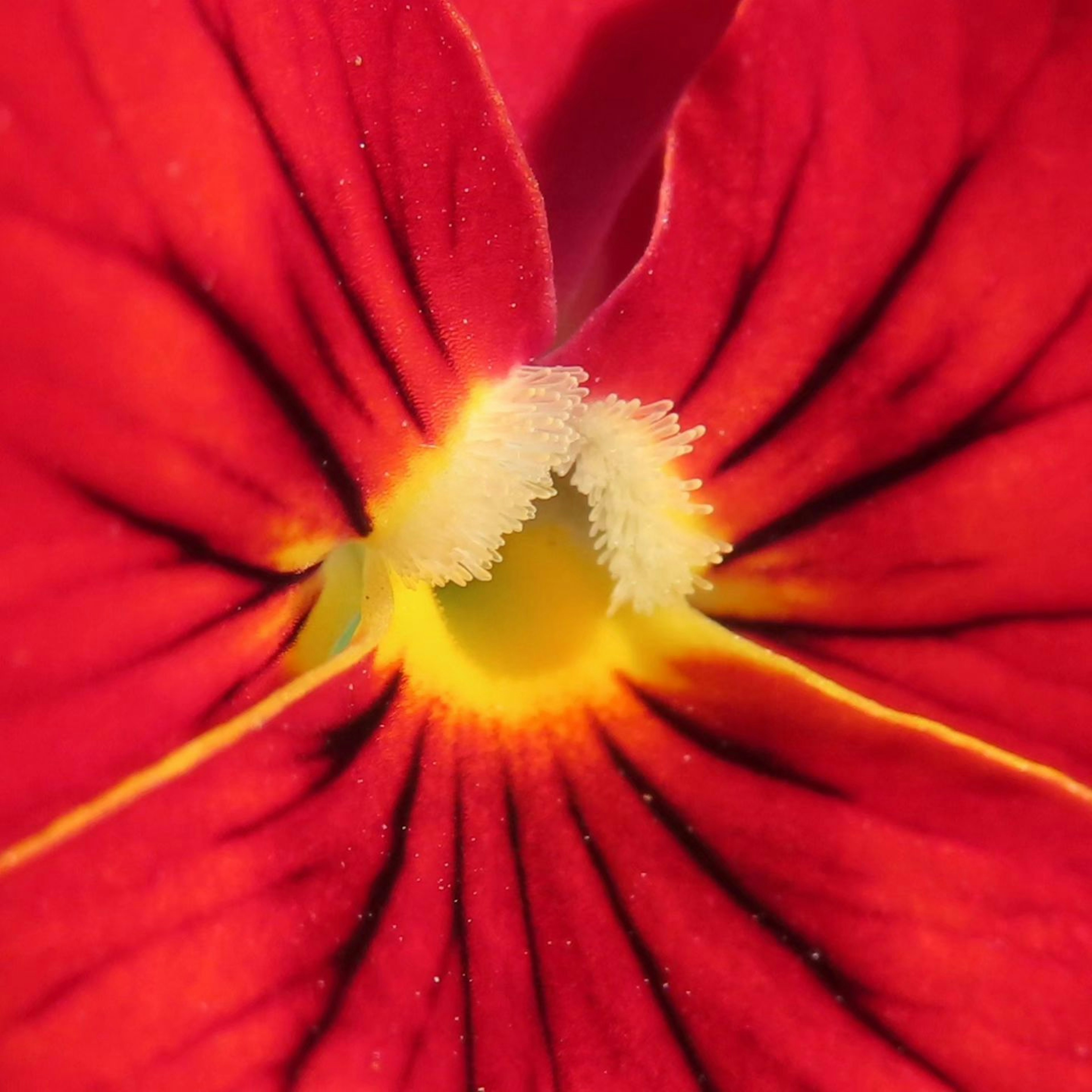 Nahaufnahme einer lebhaften roten Blume mit gelbem Zentrum und weißen, fusseligen Strukturen