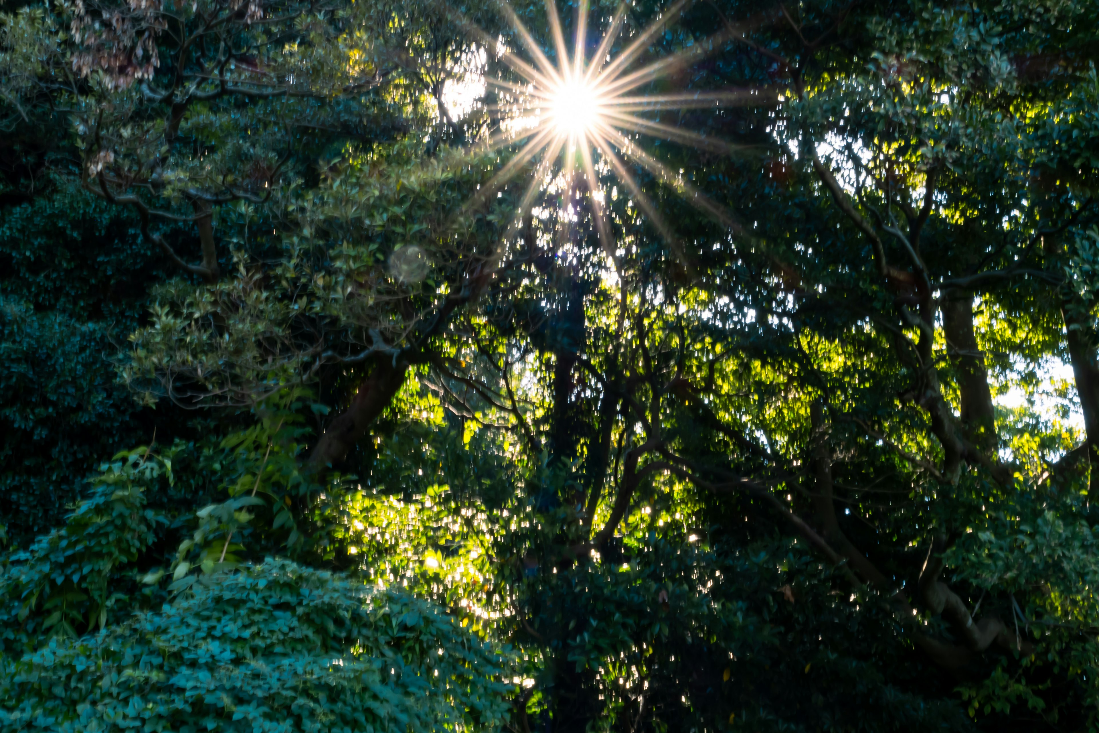 木々の間から差し込む太陽の光が輝く風景