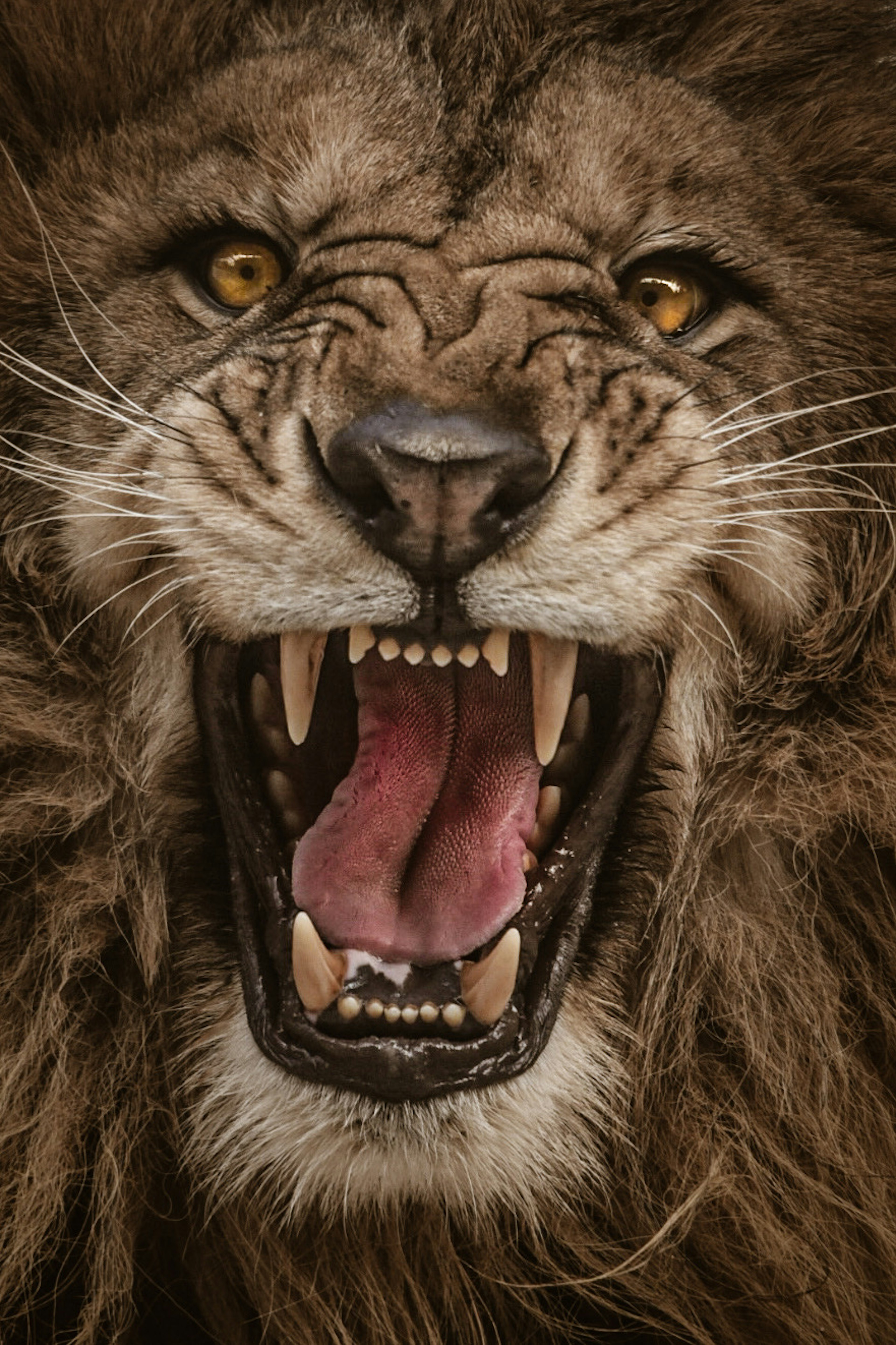 Primo piano del volto di un leone ruggente con denti affilati e occhi dorati