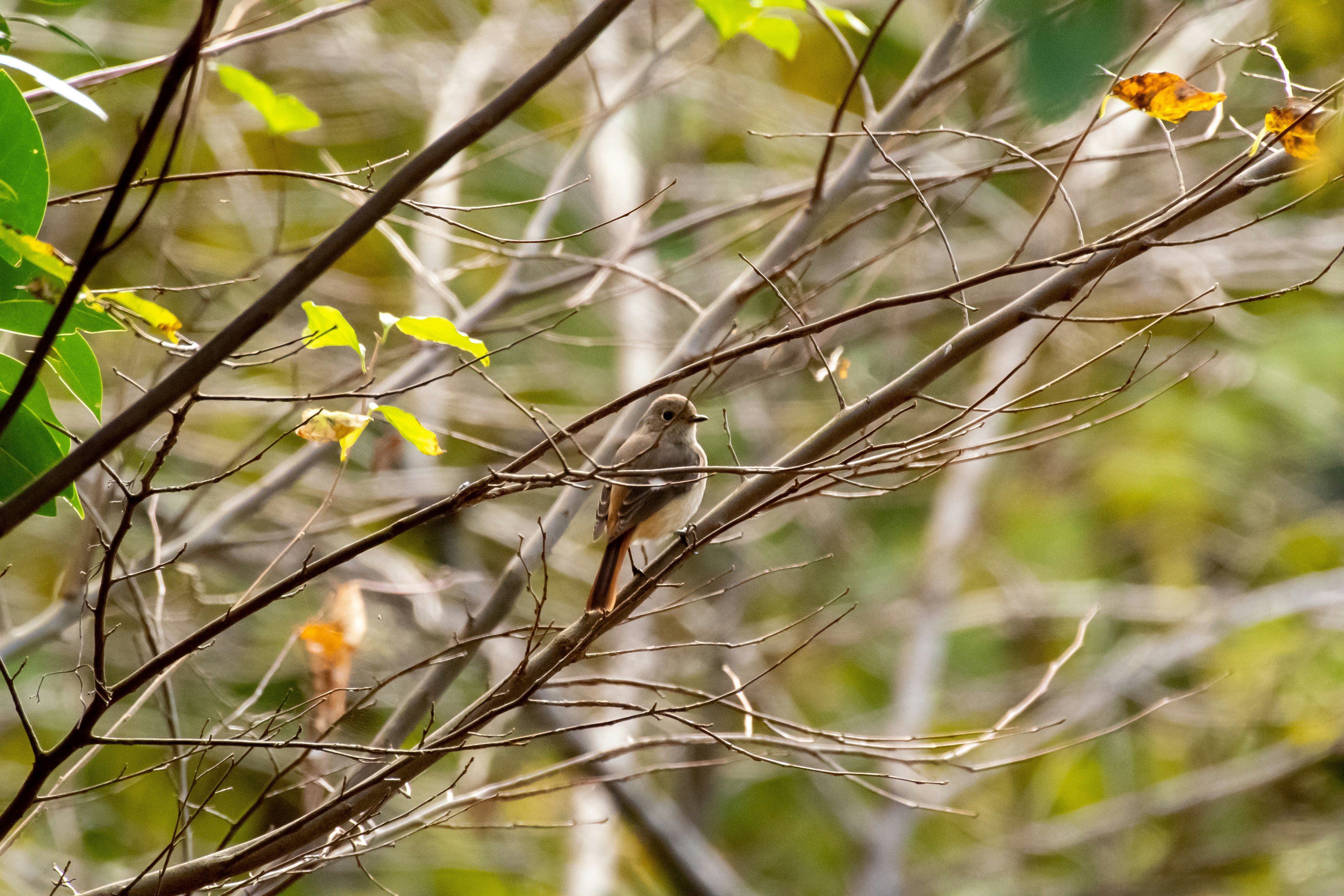 Ein kleiner Vogel, der auf einem Ast sitzt Der Vogel hat braune Federn, die sich in die umliegenden grünen Blätter und den Hintergrund einfügen