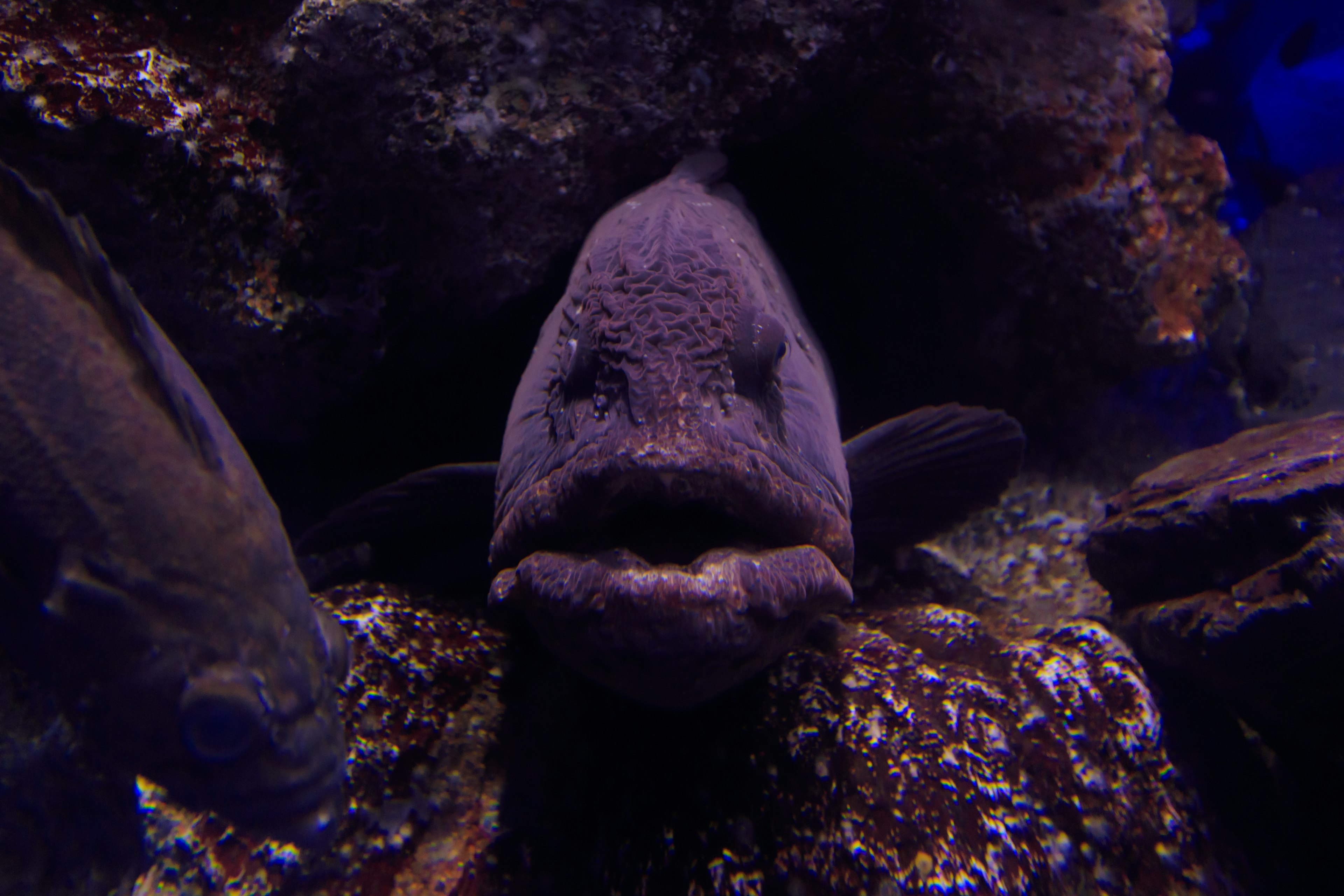 Close-up of a fish peeking out from between rocks underwater