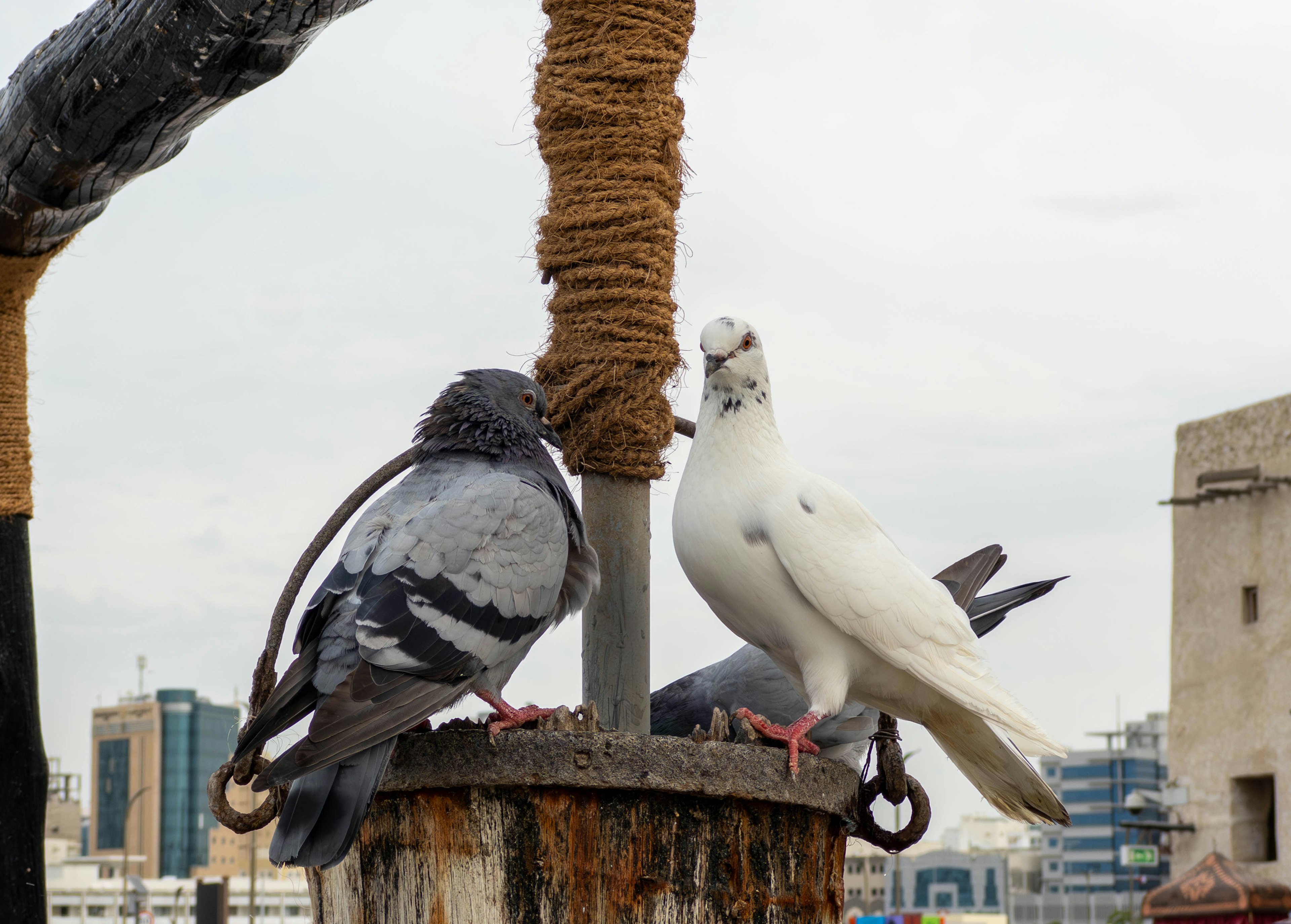 A white pigeon and a gray pigeon near a post with urban background