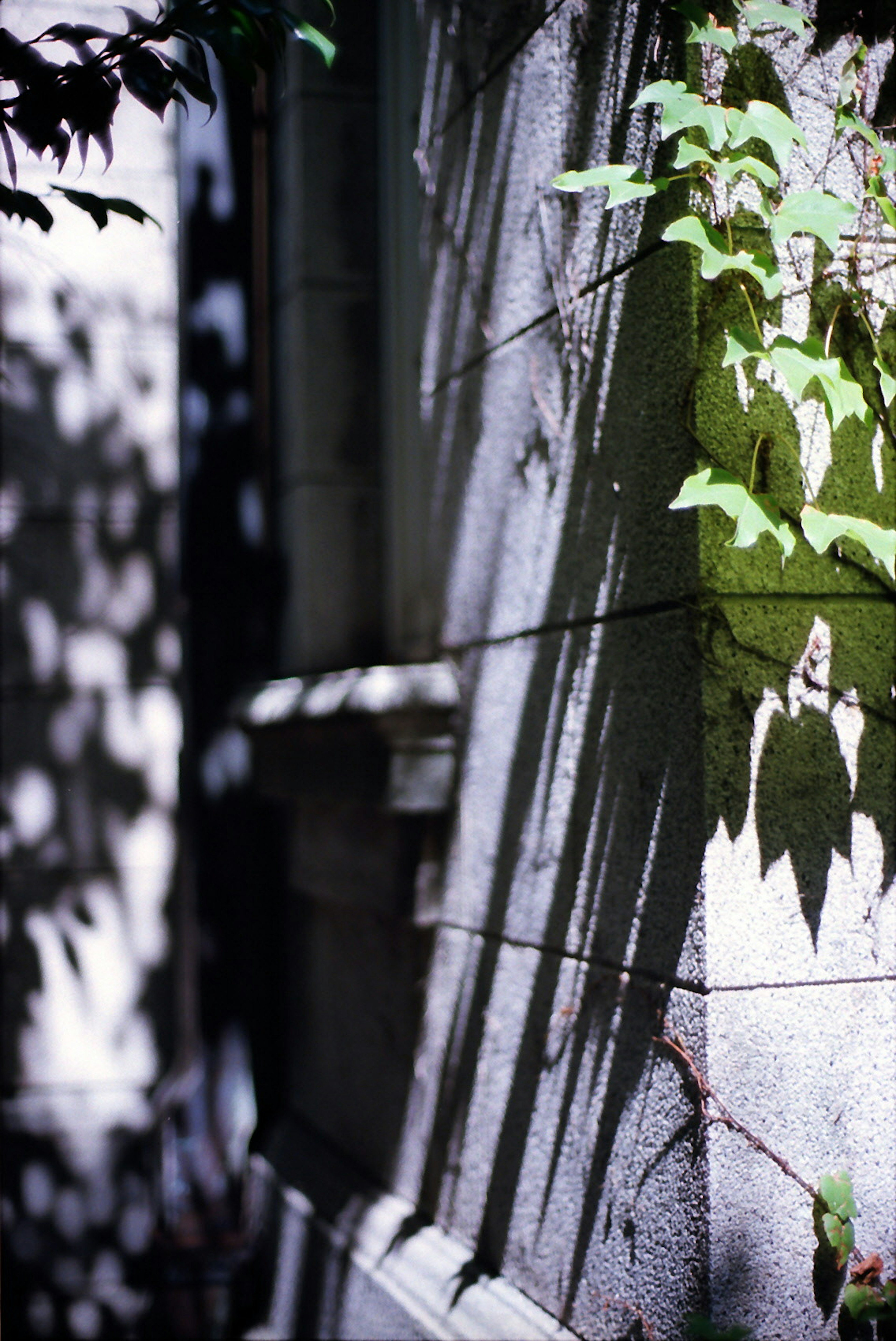 Close-up of an old wall with intersecting shadows and leaves