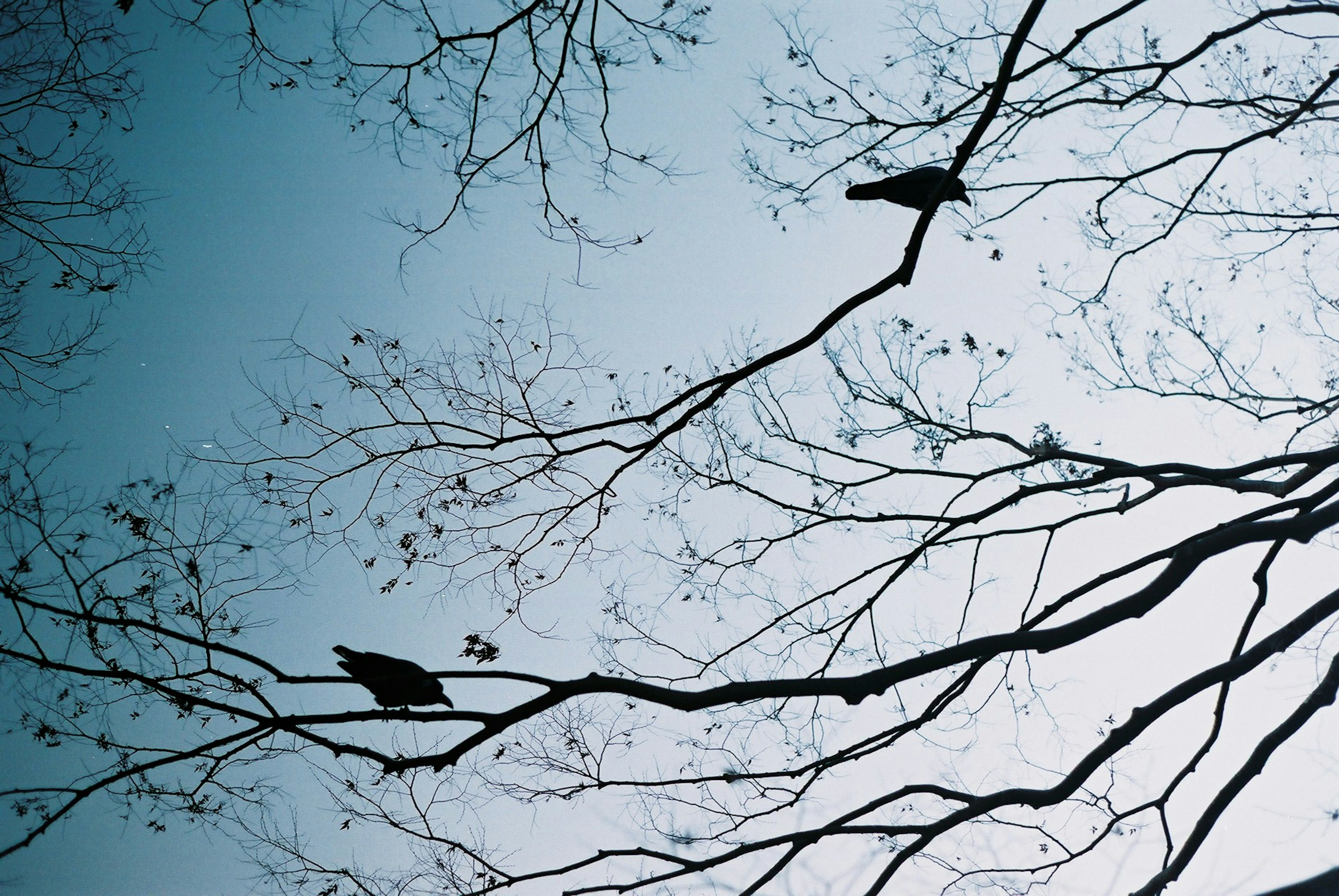 Silhouettes of two birds perched on branches against a blue sky