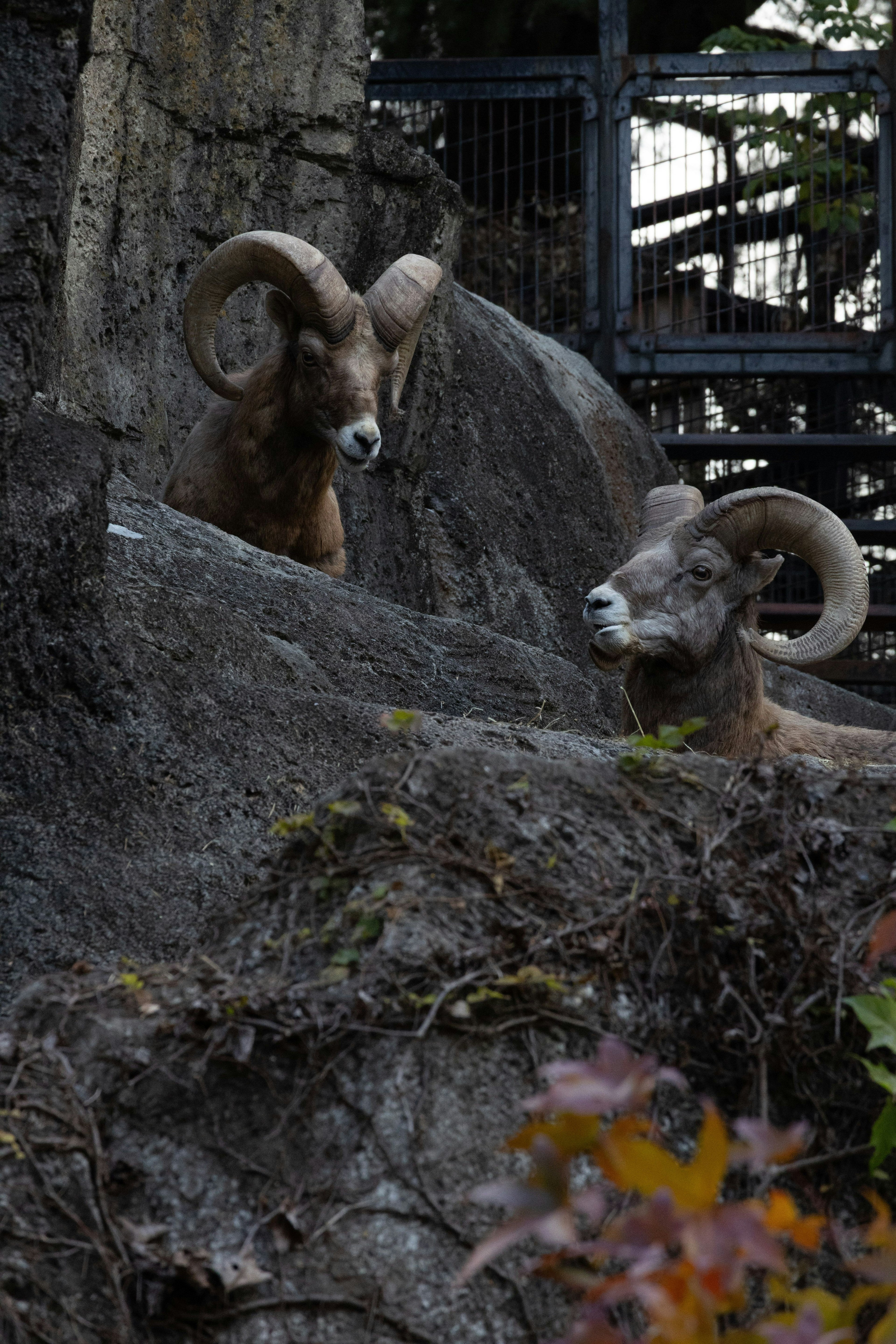 Deux moutons à grandes cornes sur un rebord rocheux