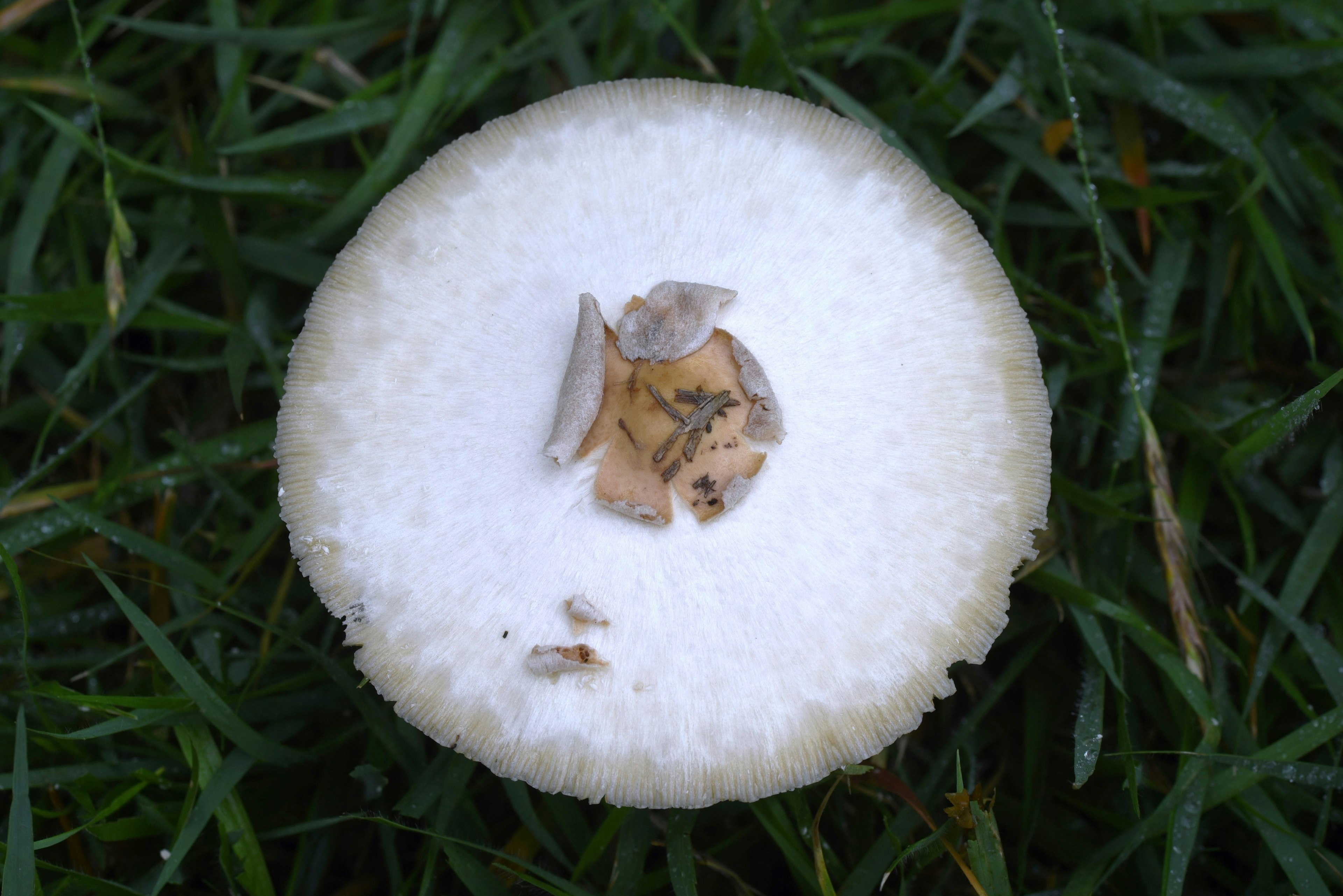 A white mushroom cap resting on green grass