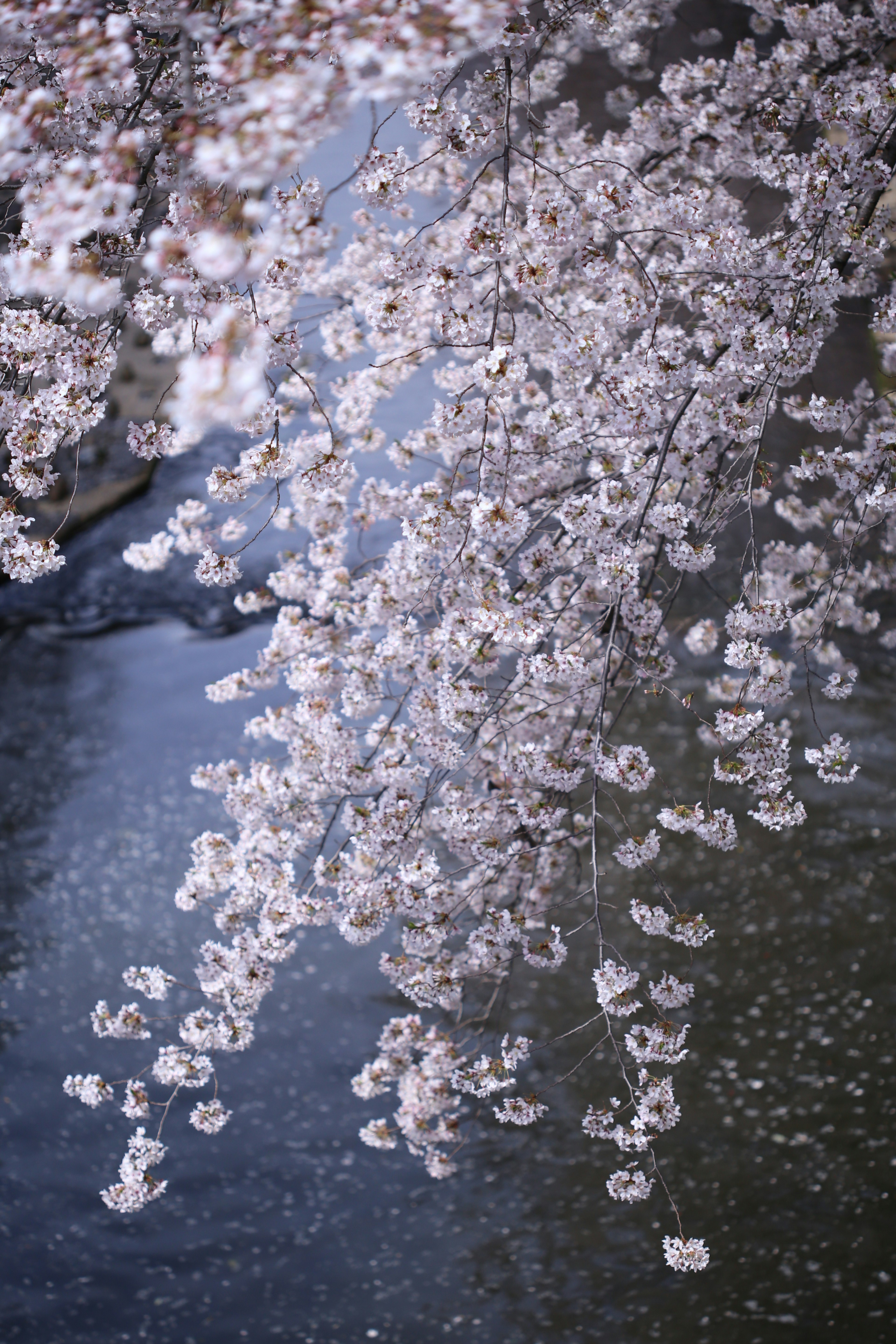 Petals bunga sakura yang memantulkan di permukaan air