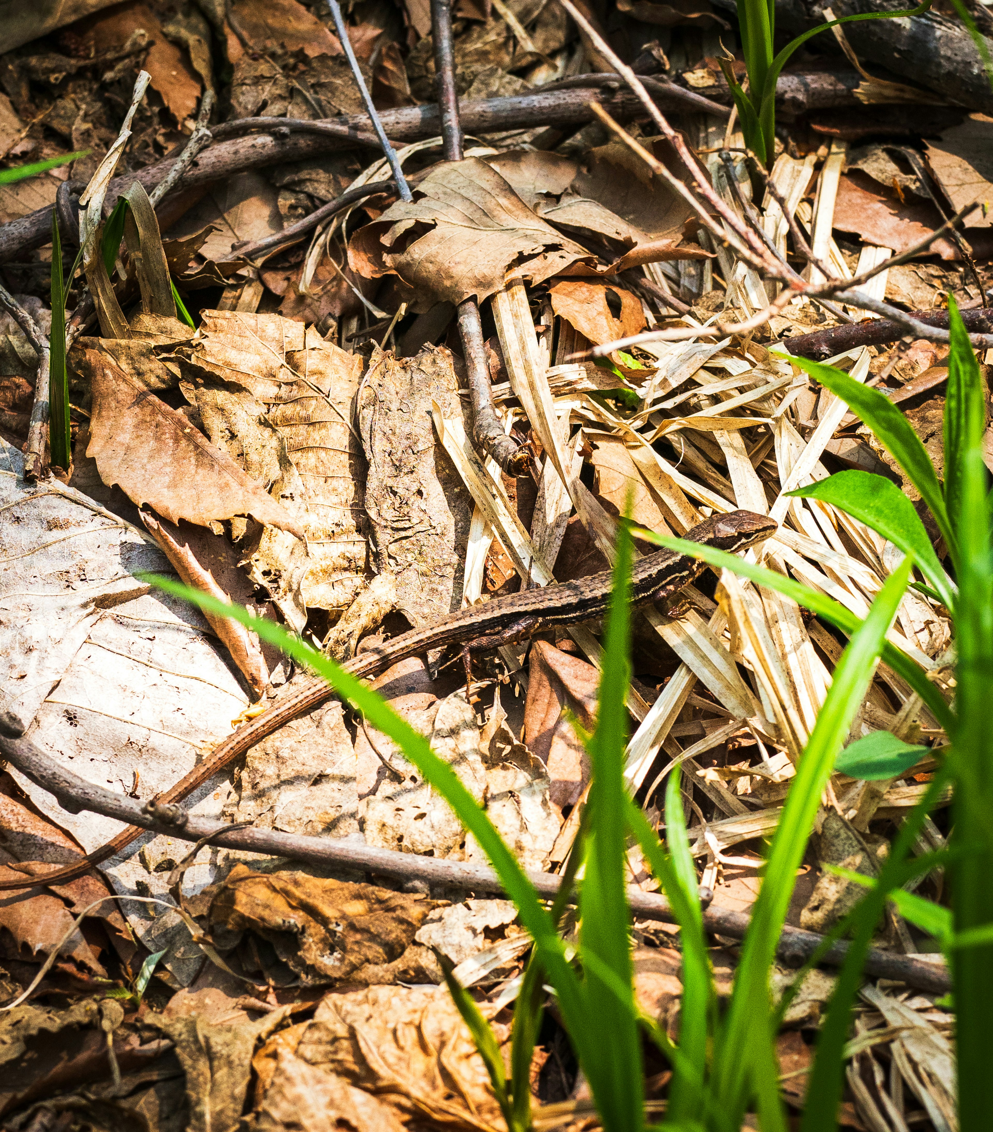 Nahaufnahme von Zweigen und trockenen Blättern, die am Boden mit grünem Gras verstreut sind