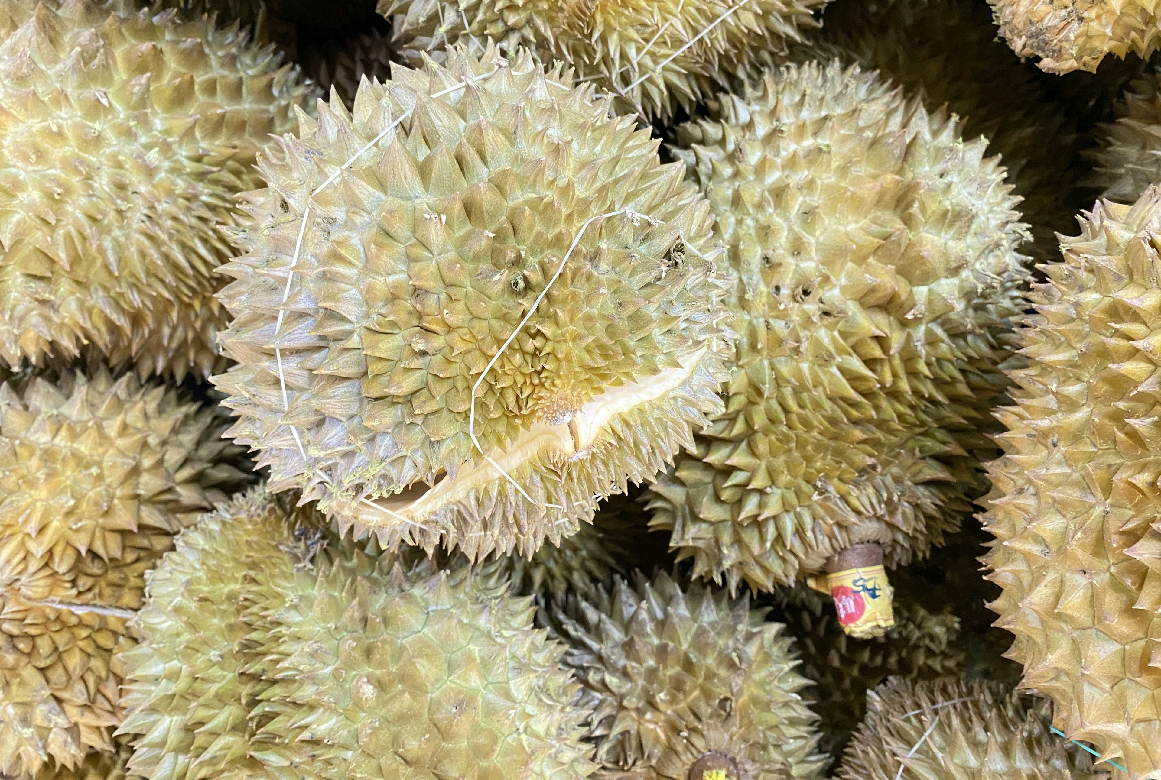 Cluster of spiky durians with greenish skin