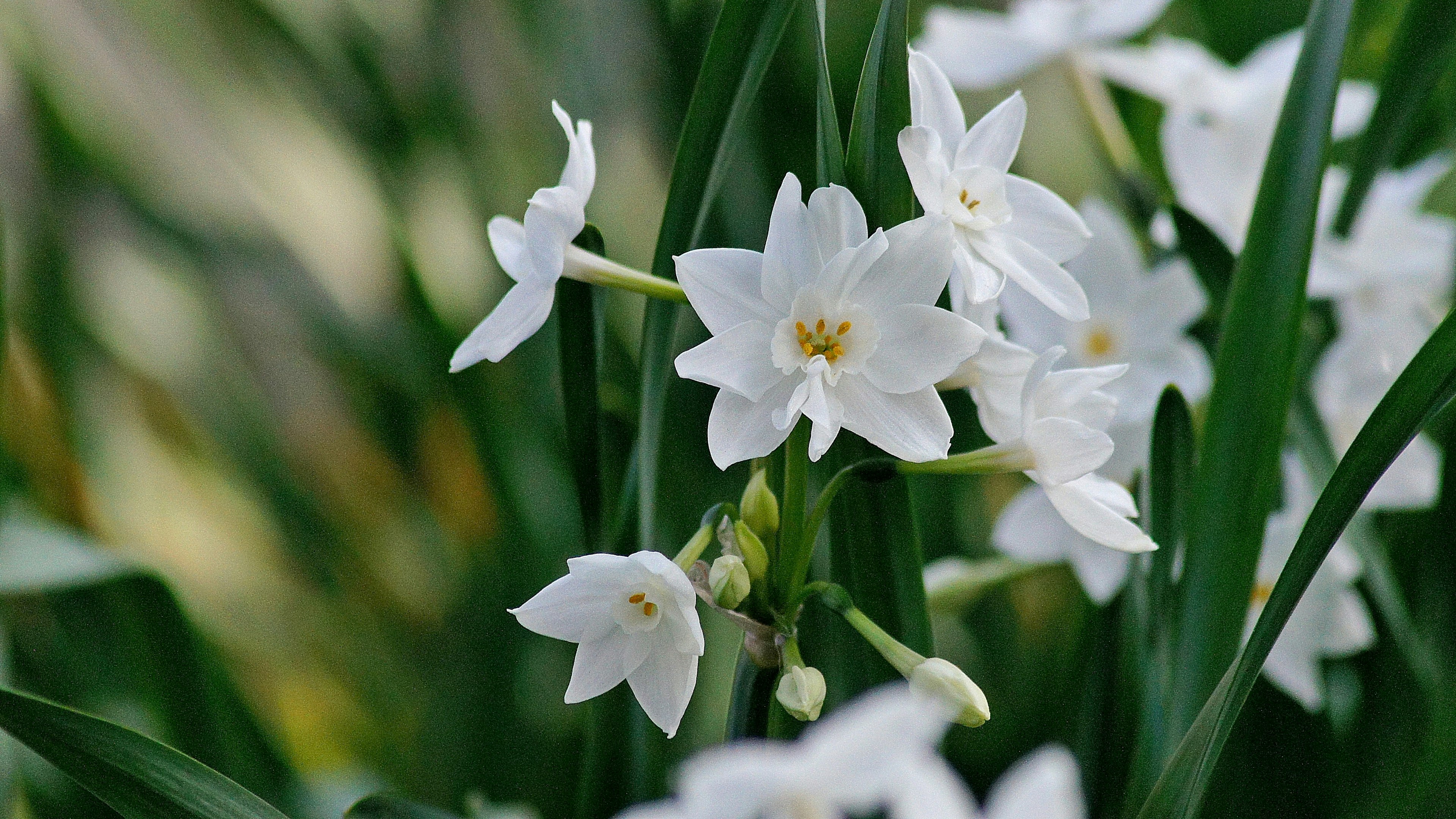 Primer plano de flores blancas con hojas verdes