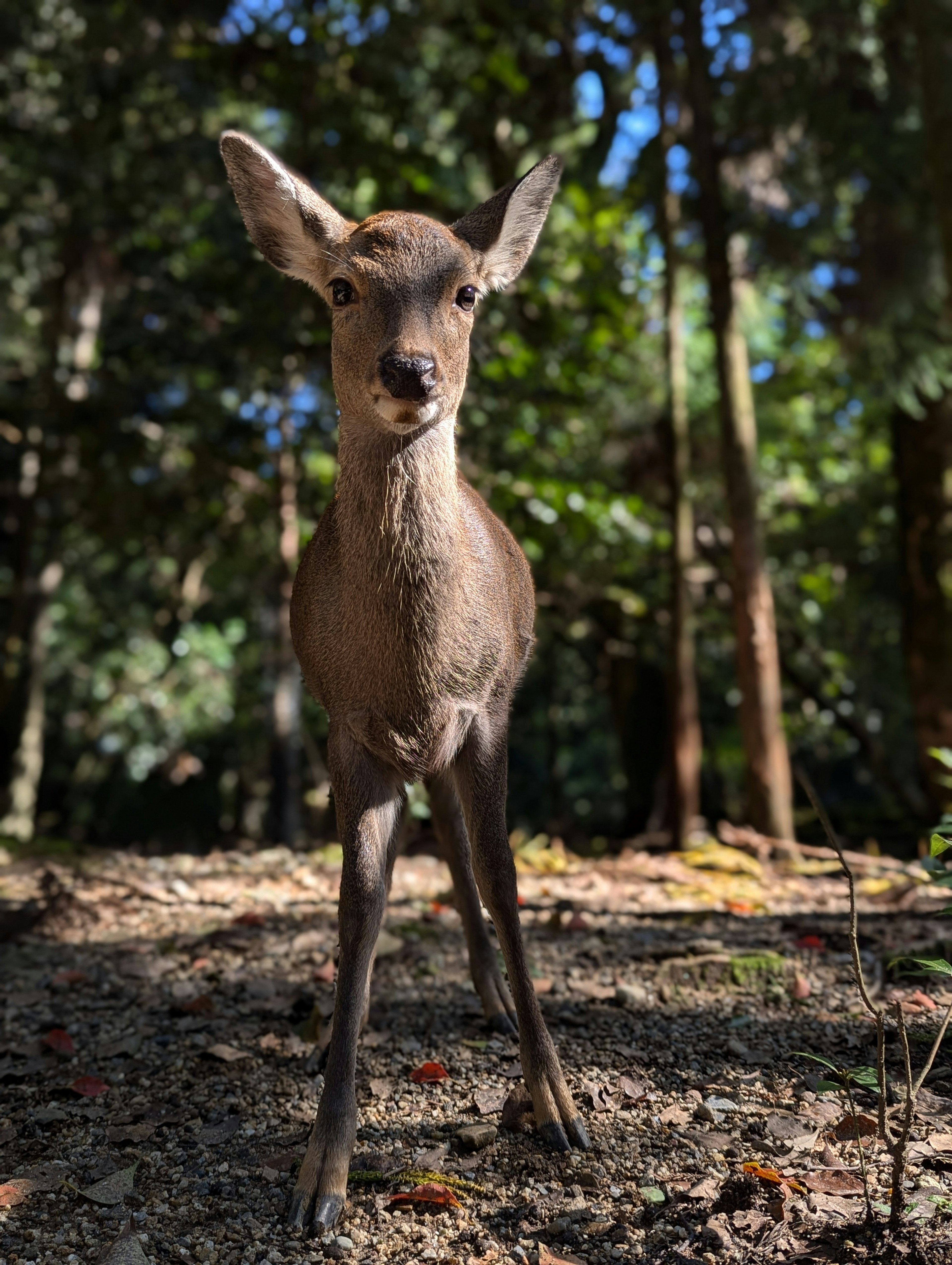 A young deer standing in a lush green forest