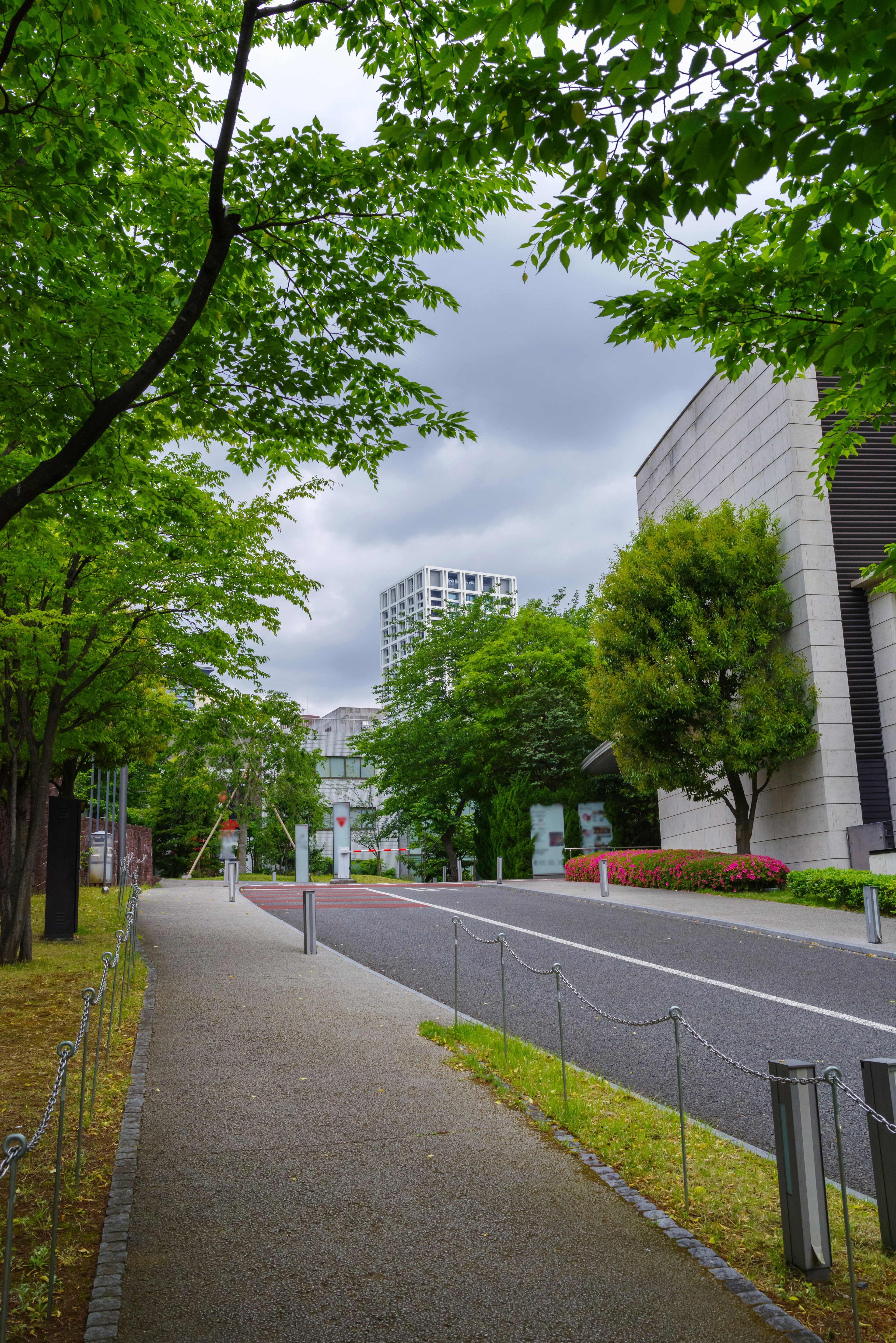 Baumgesäumter Weg mit grauen Wolken darüber