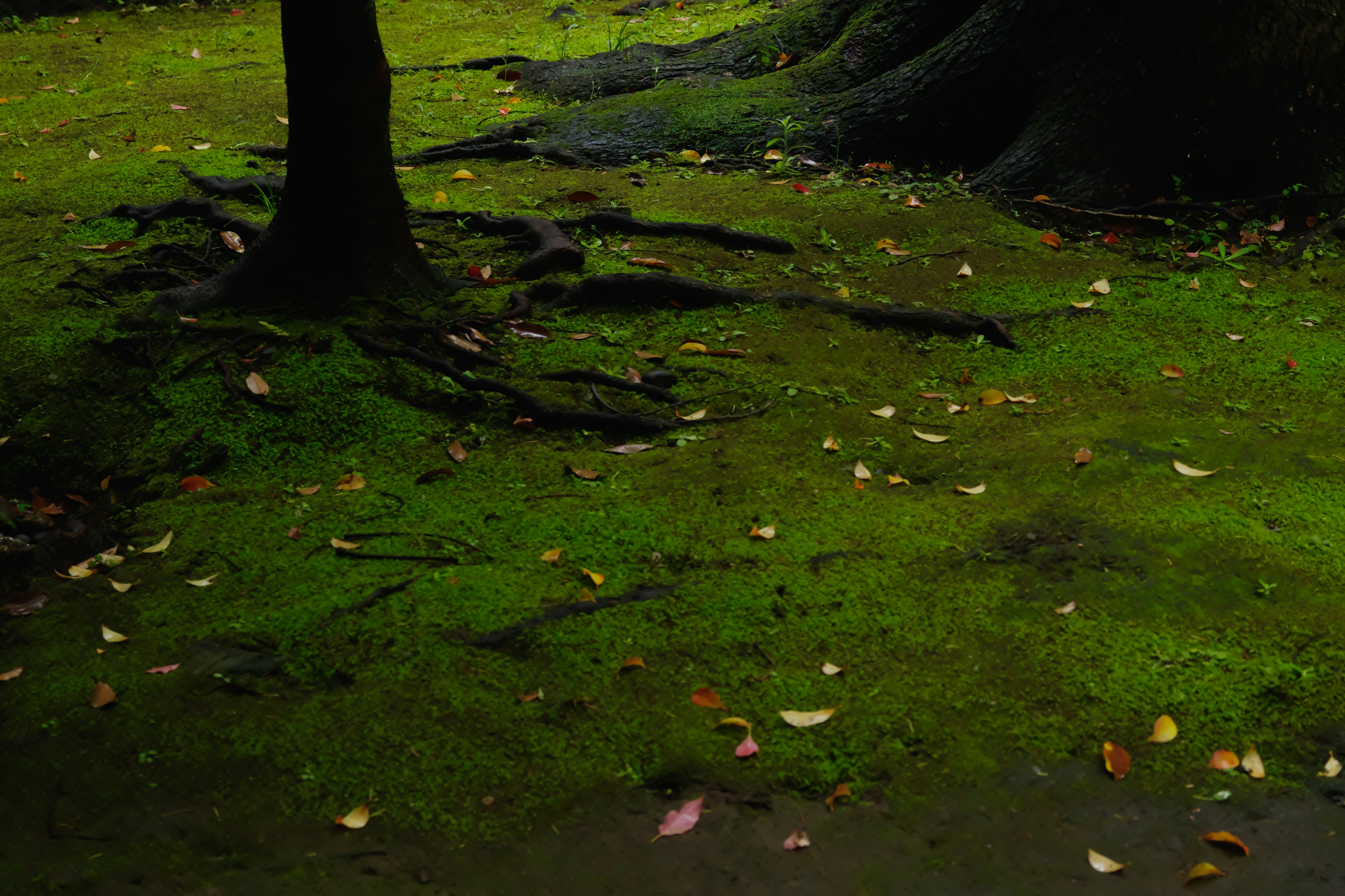 緑の苔に覆われた地面と木の根元の風景