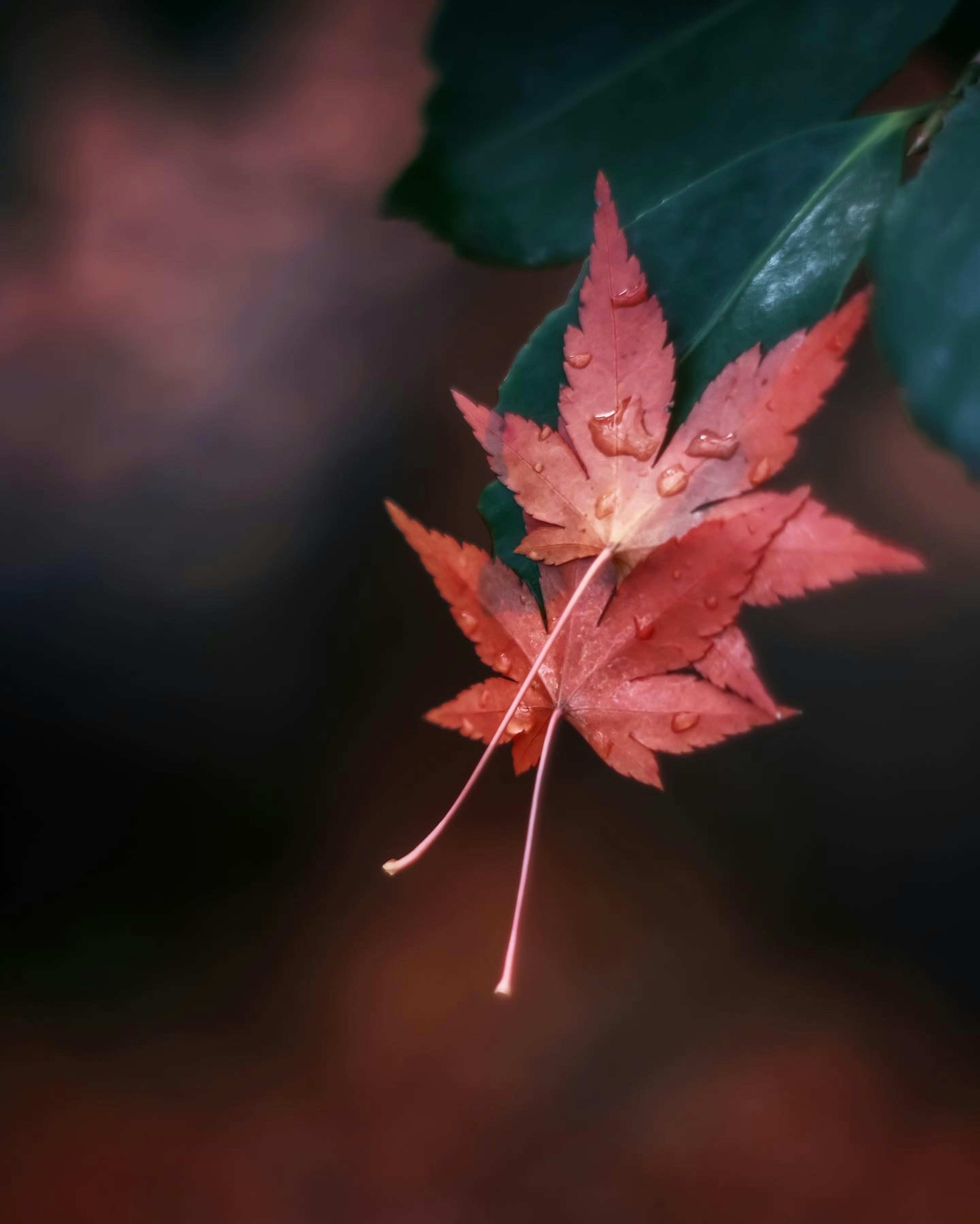 A vibrant red maple leaf hanging against a green background