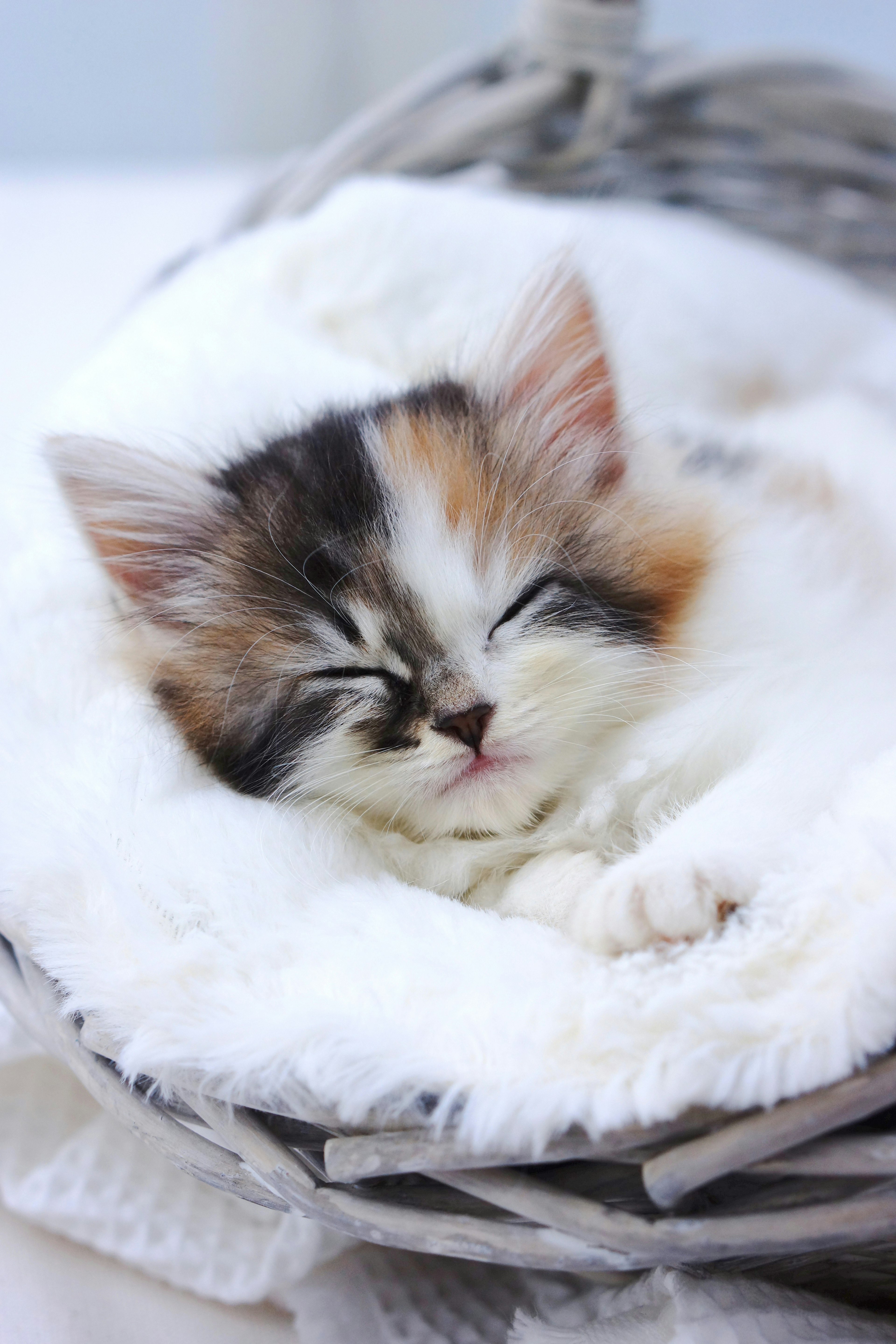 Un lindo gatito durmiendo sobre una manta blanca y suave