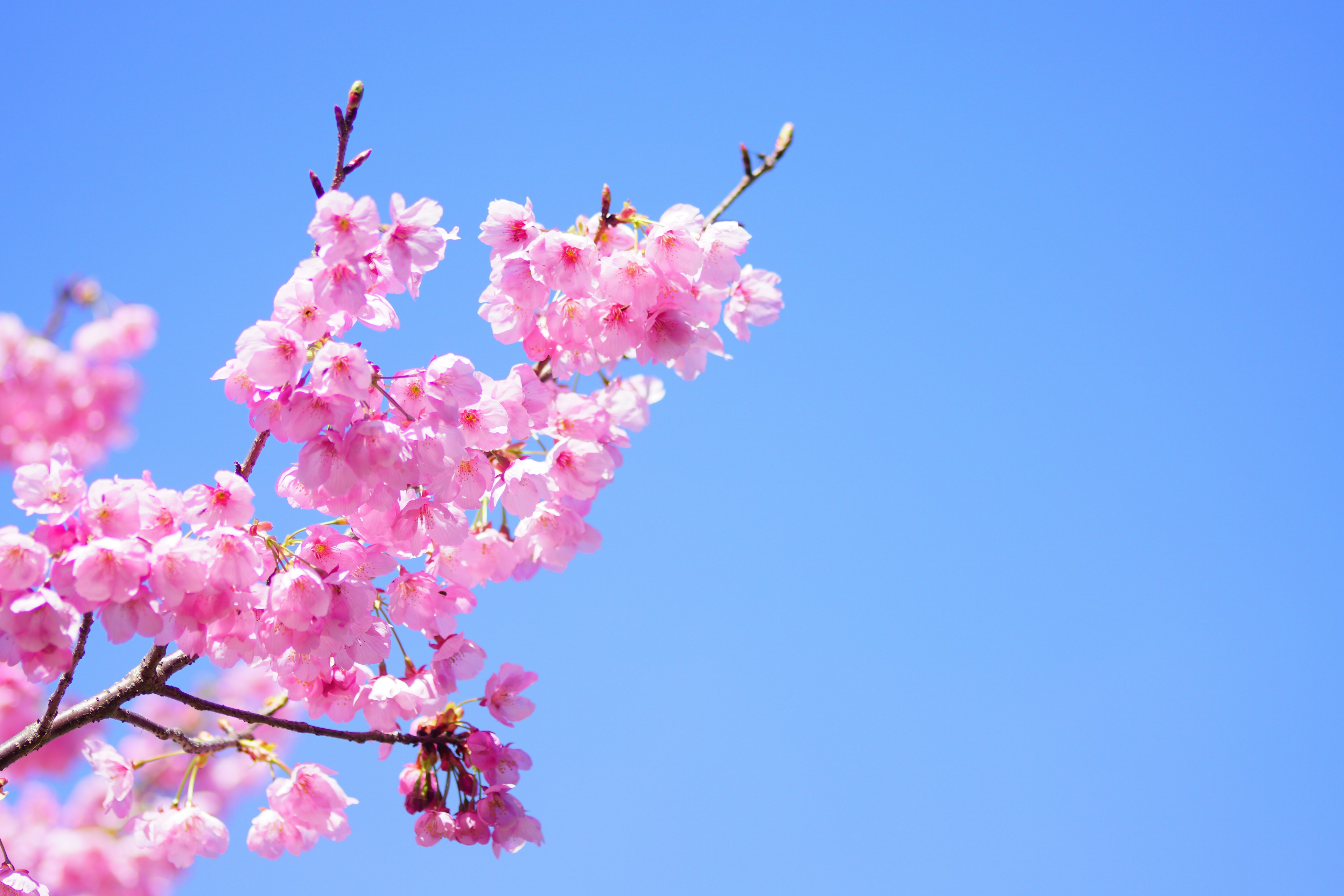 Cherry blossoms blooming against a clear blue sky