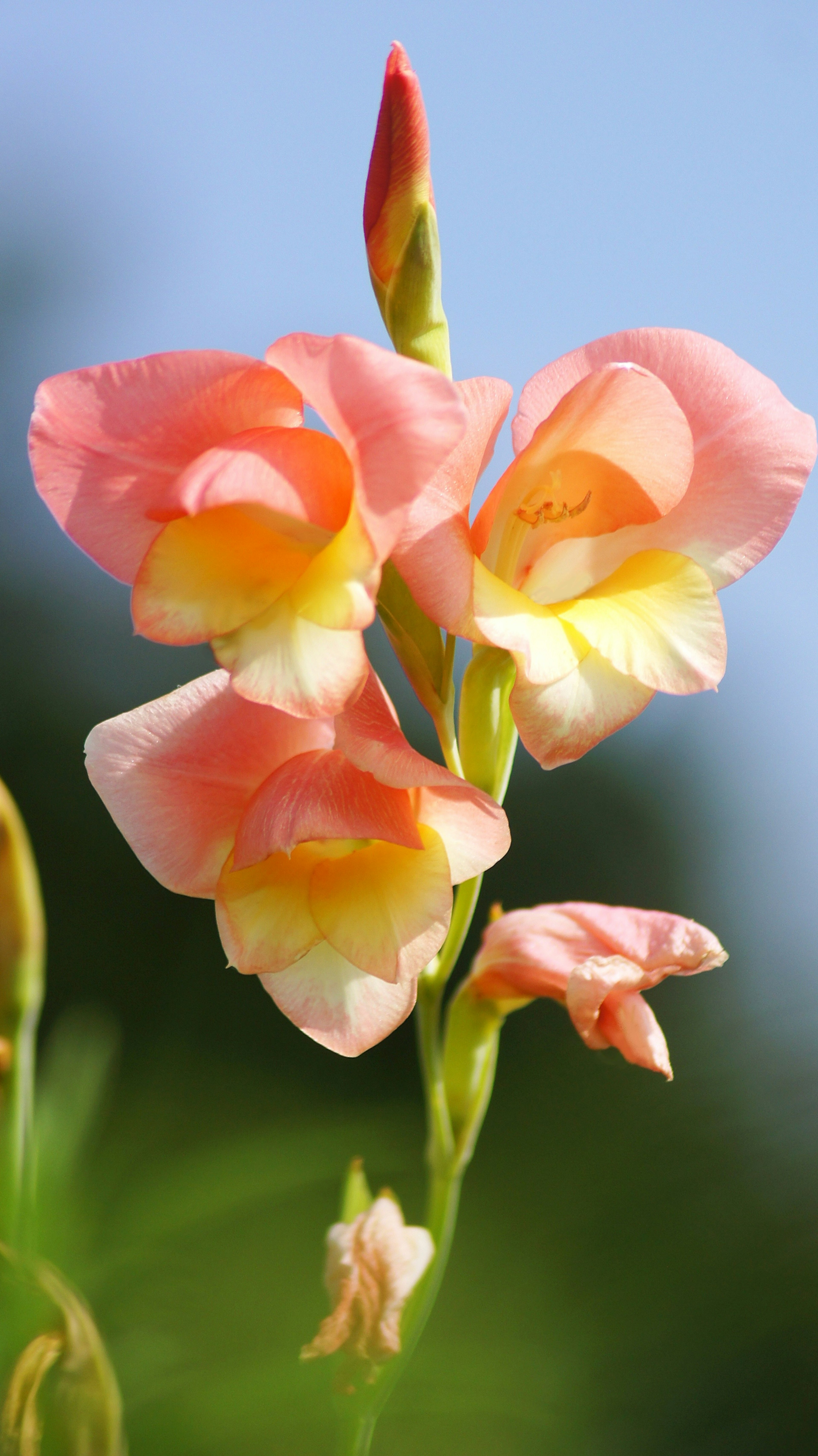 Gladiolus flower with soft pink and yellow petals blooming under a blue sky