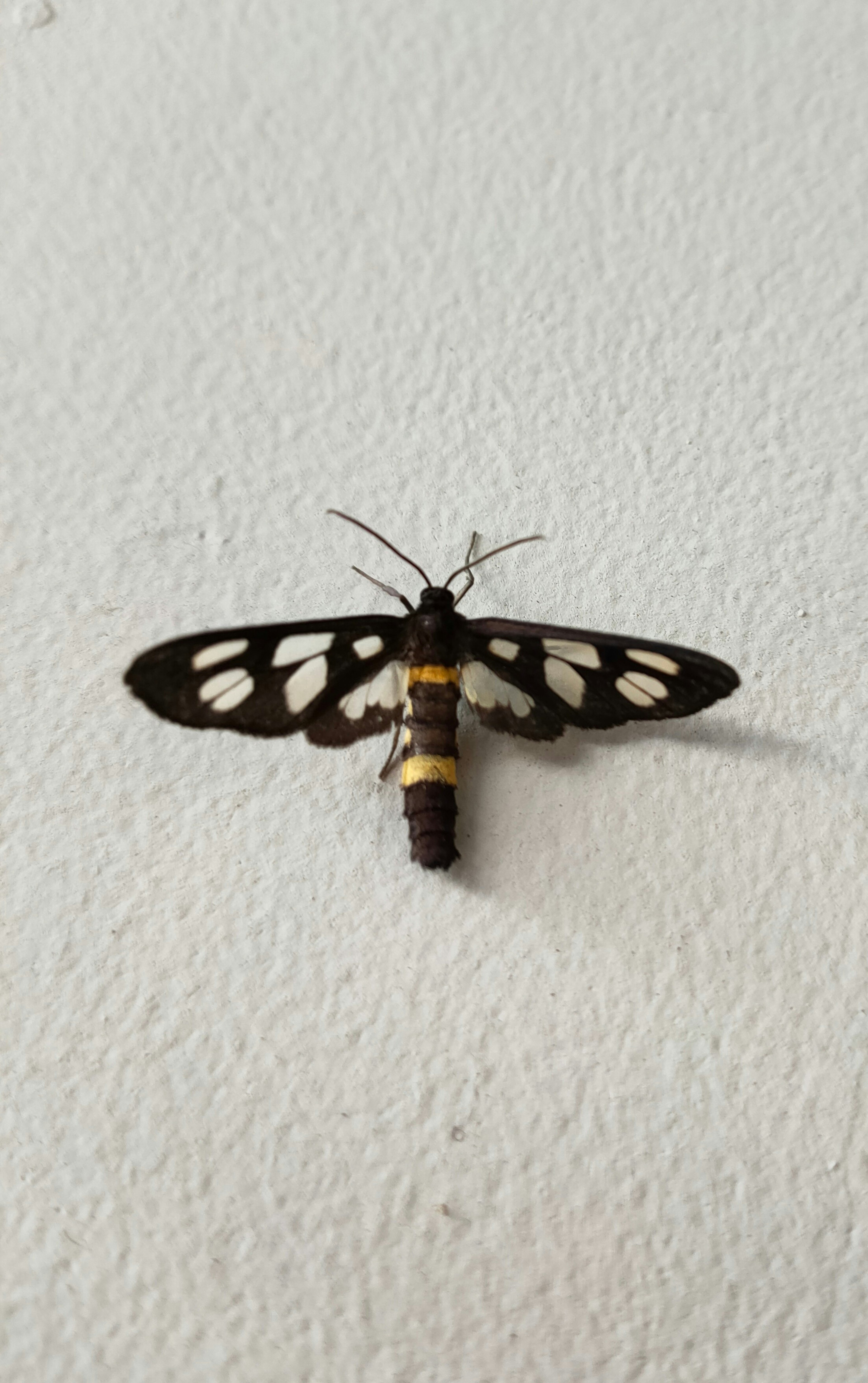 Black moth with white patterns resting on a wall