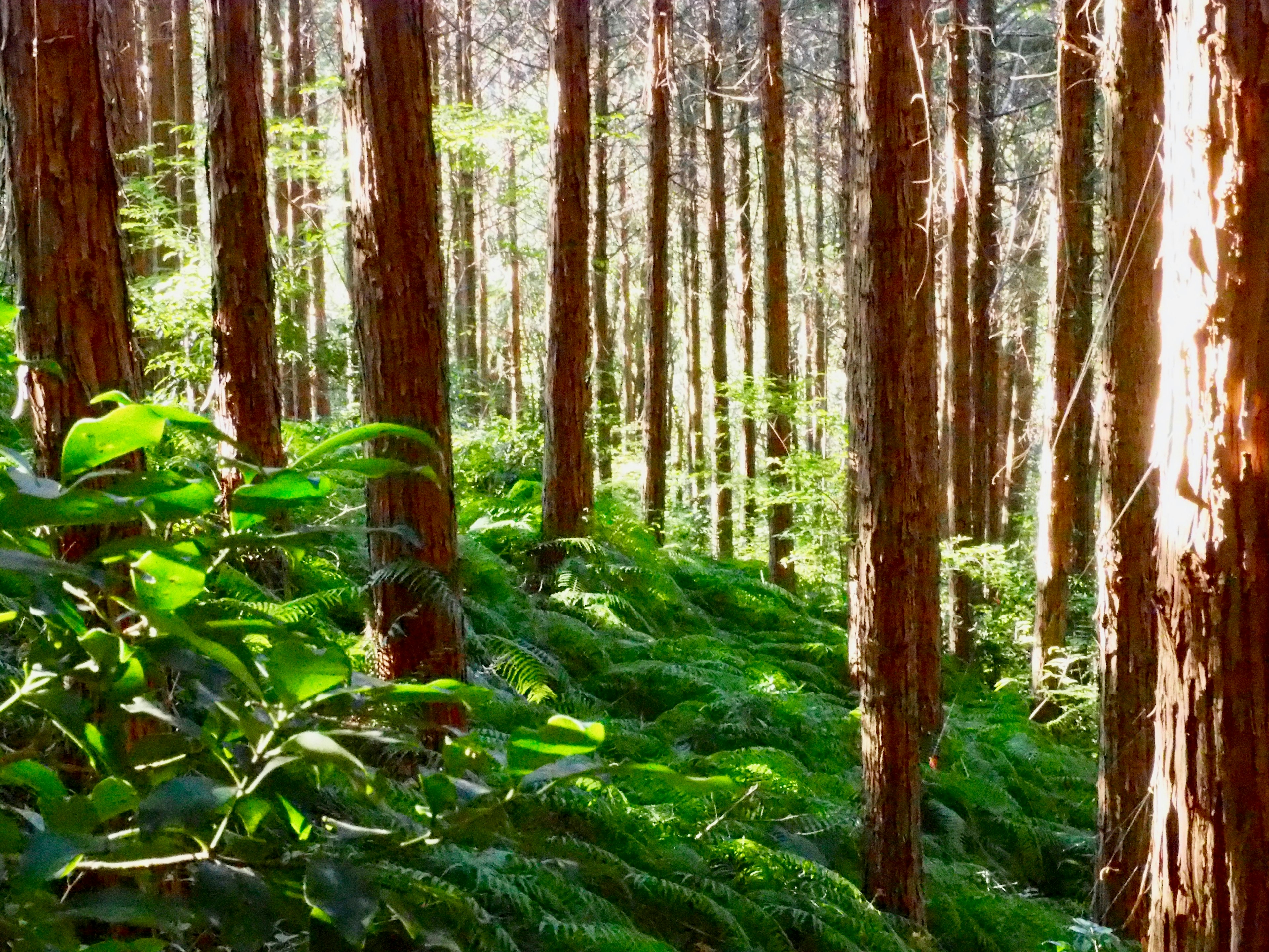 Ferns subur dan pohon tinggi dalam pemandangan hutan yang tenang