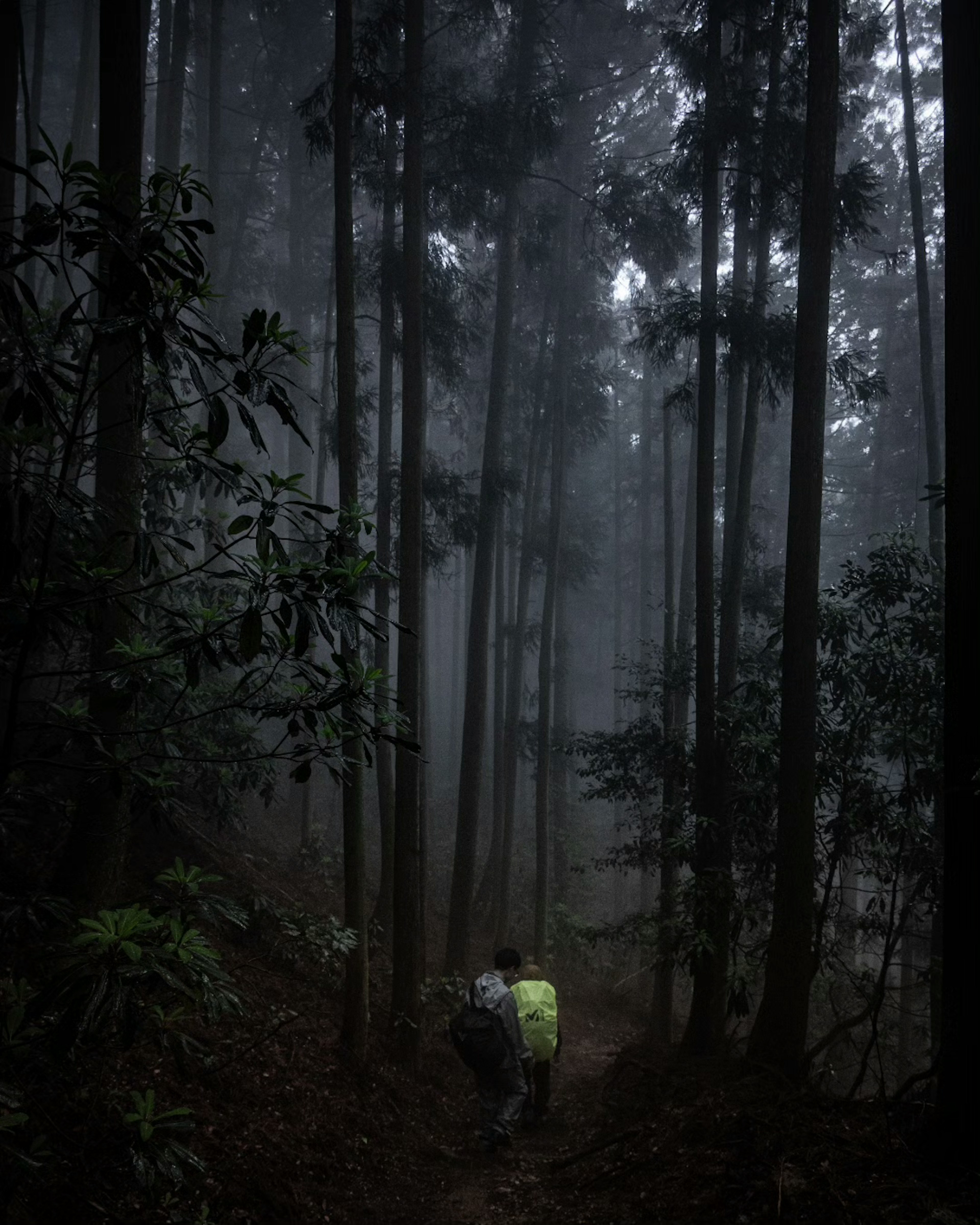 Two hikers walking through a foggy forest