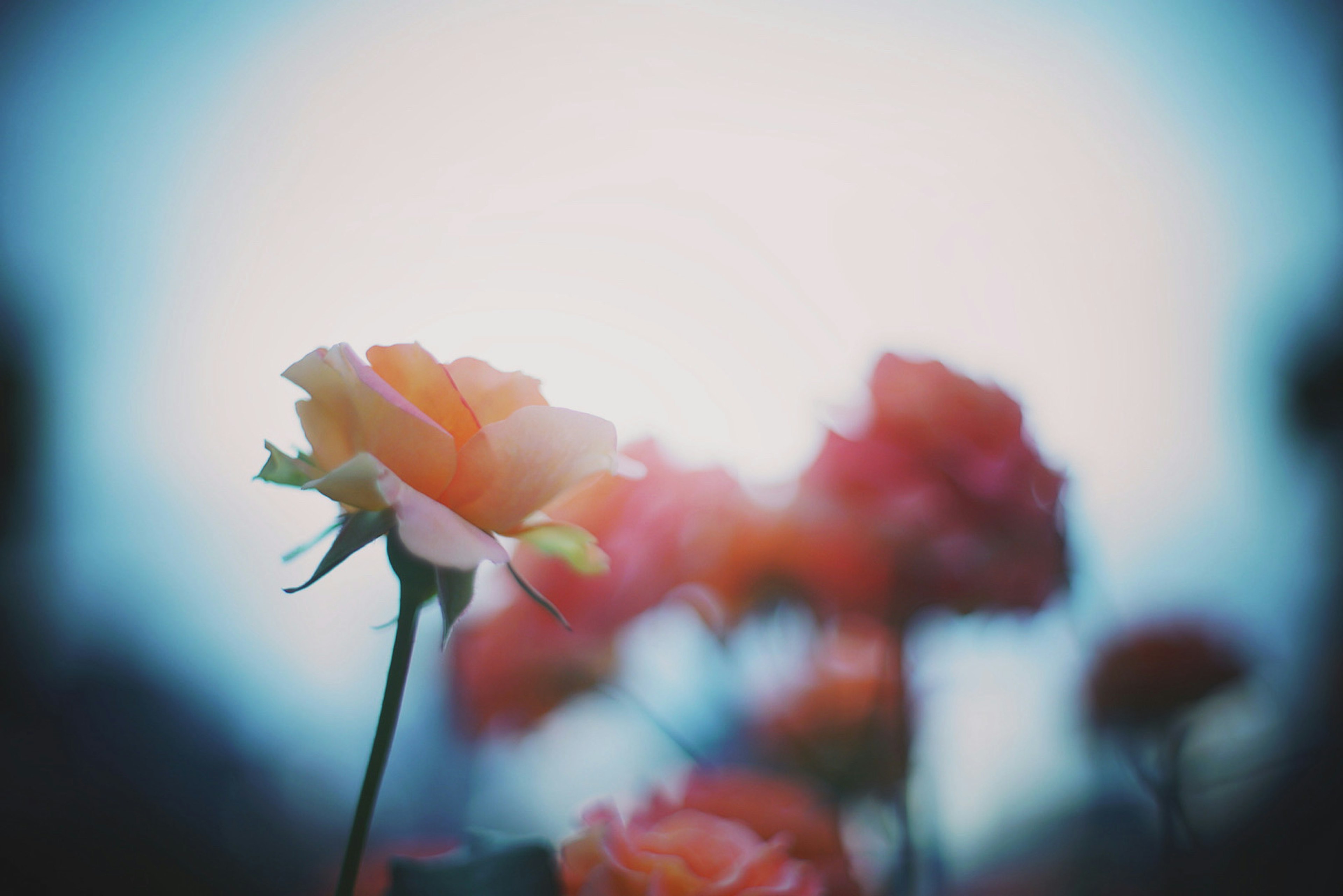 Flor de rosa naranja en enfoque suave con fondo borroso