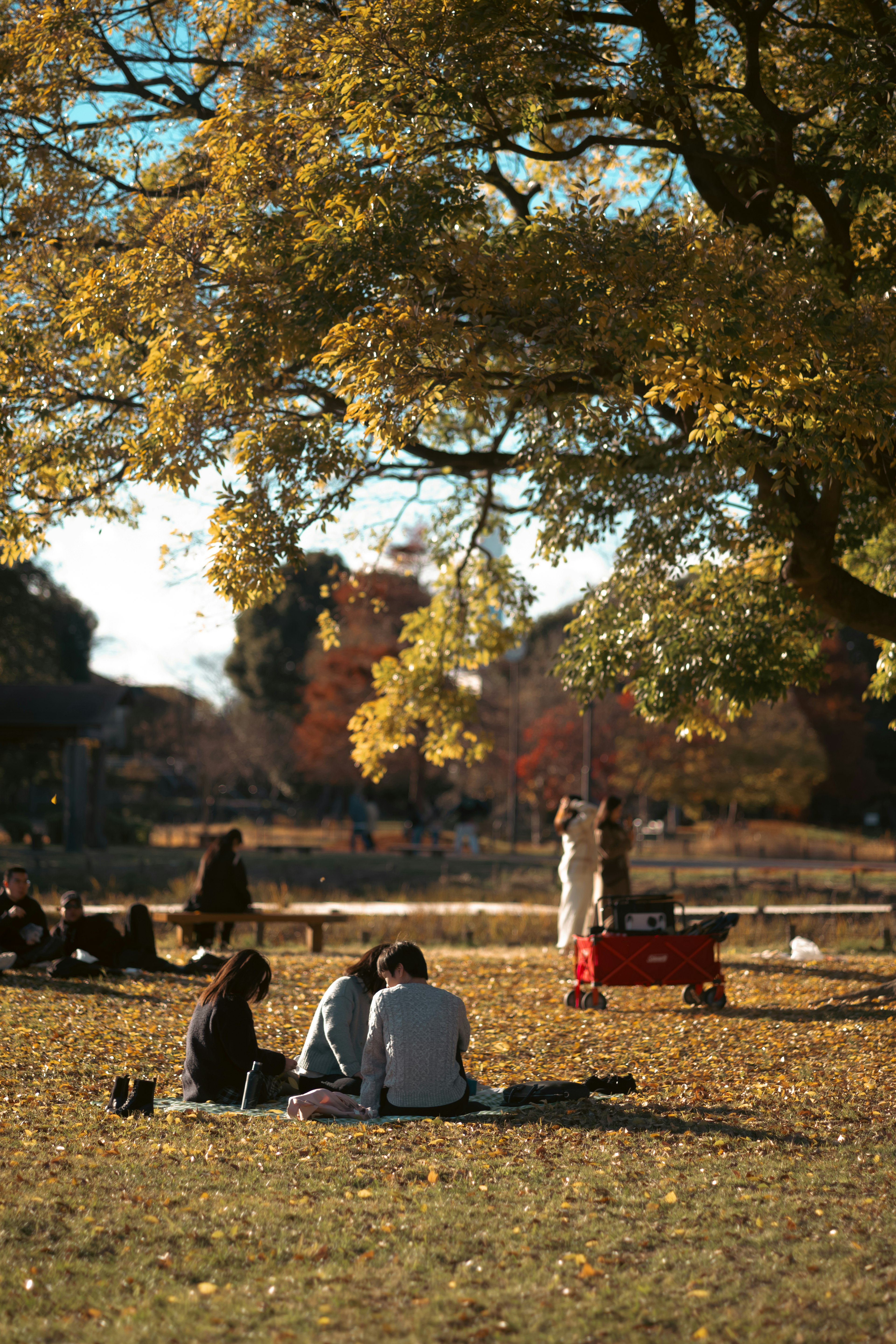 秋天公園裡在大黃葉樹下放鬆的人們