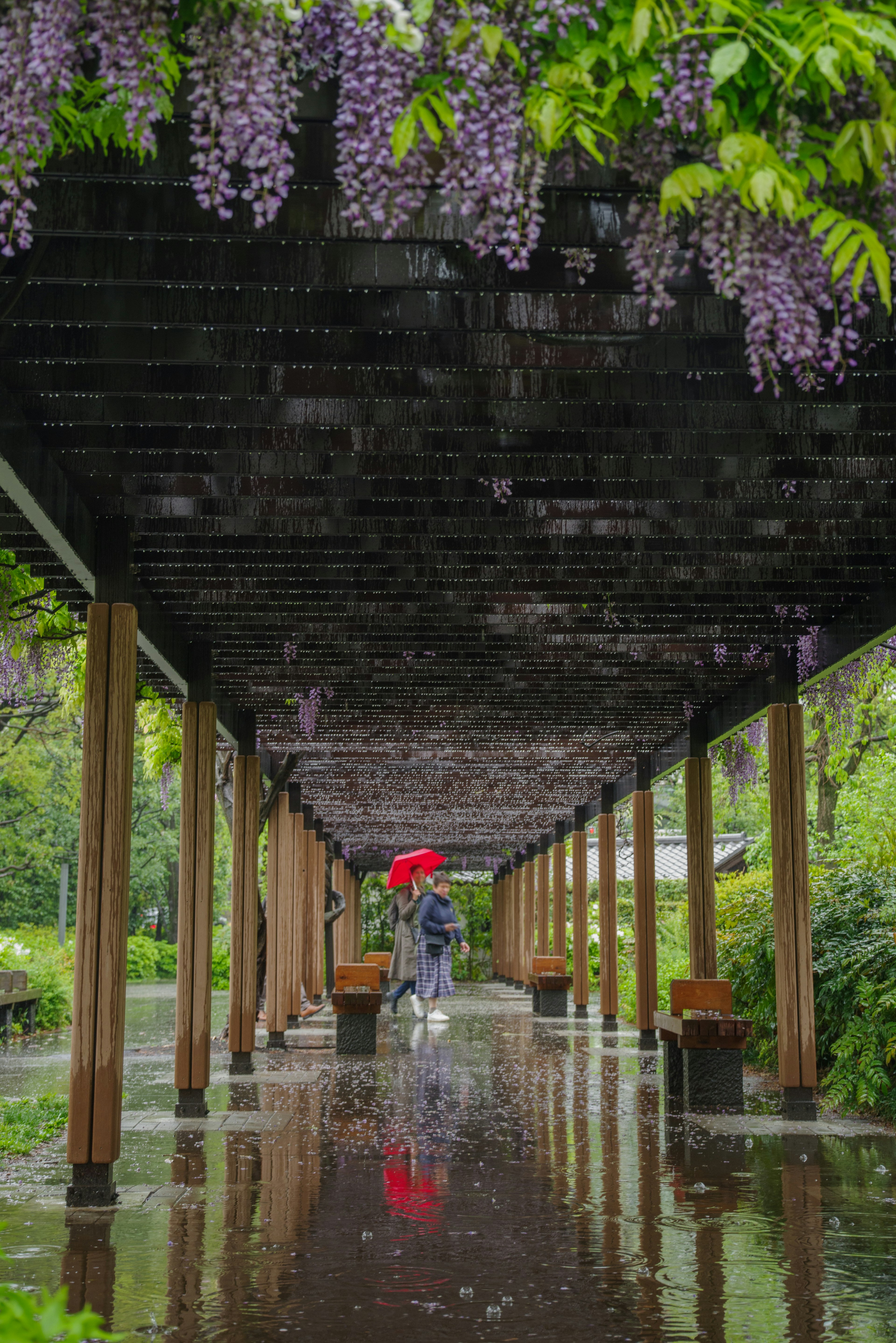 Person mit einem roten Regenschirm, der unter einem hölzernen Bogen mit lila Glyzinienblüten in einem üppigen Garten geht