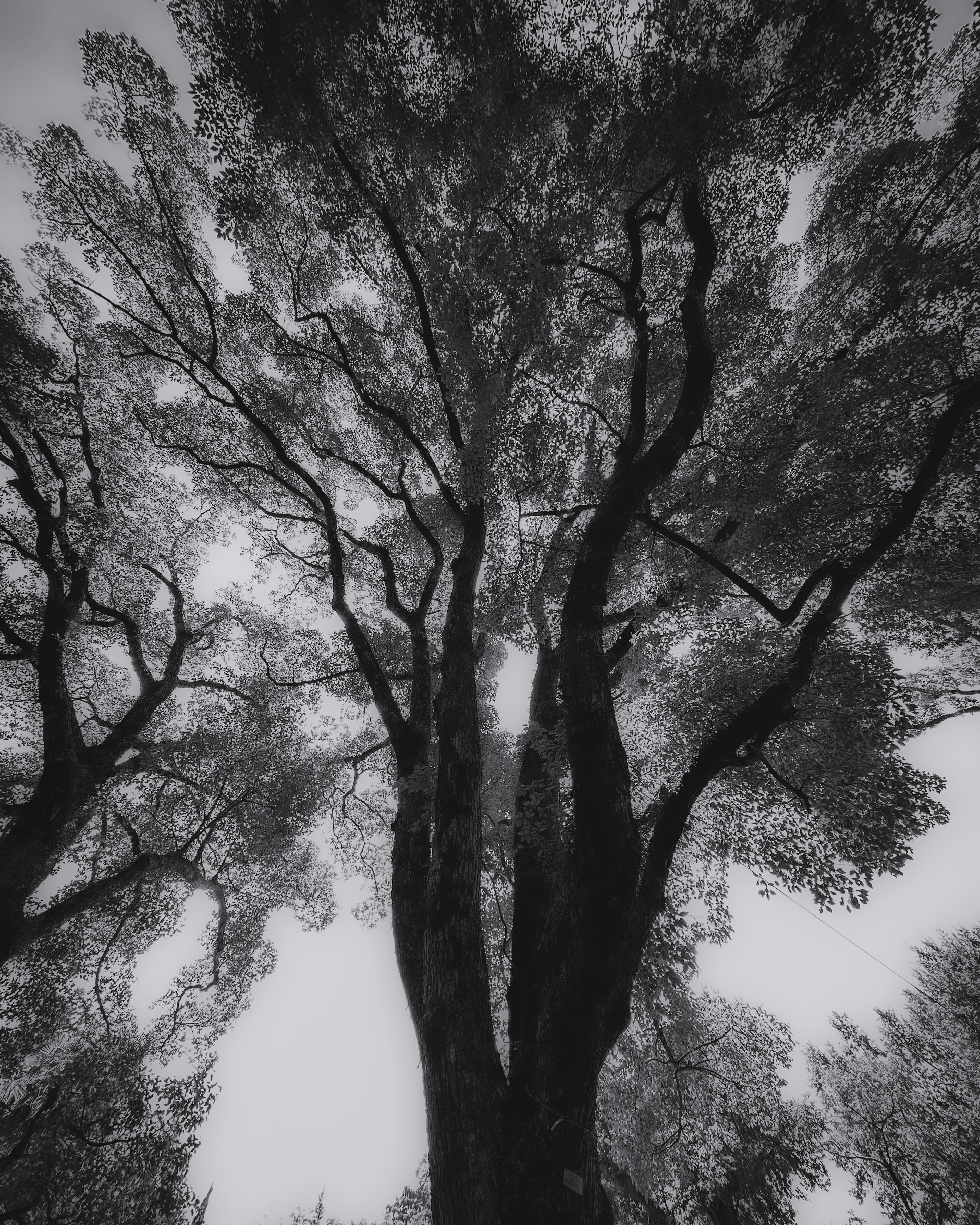 Foto en blanco y negro mirando hacia arriba a los árboles altos