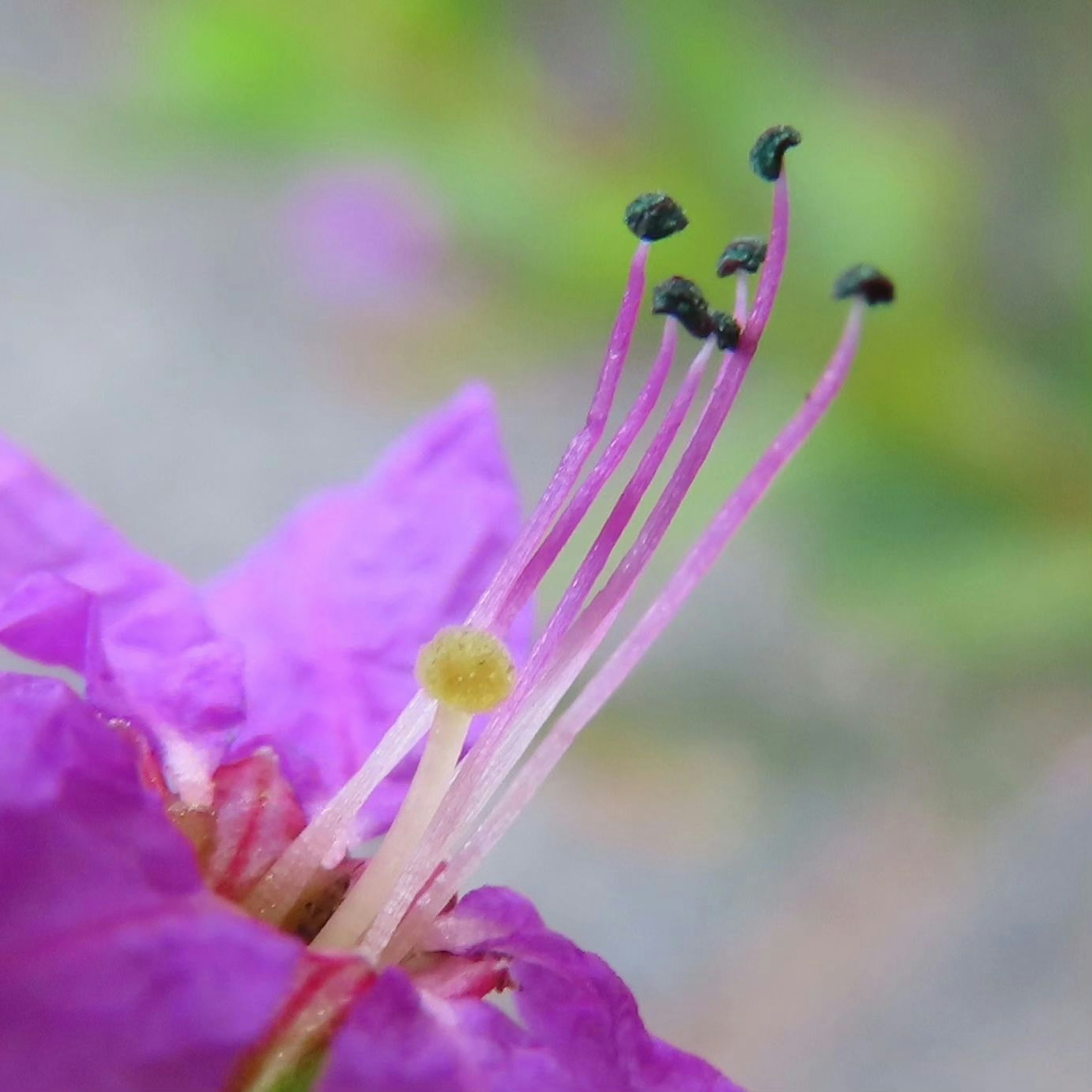 Vibrant pink flower petals with slender yellow stamens