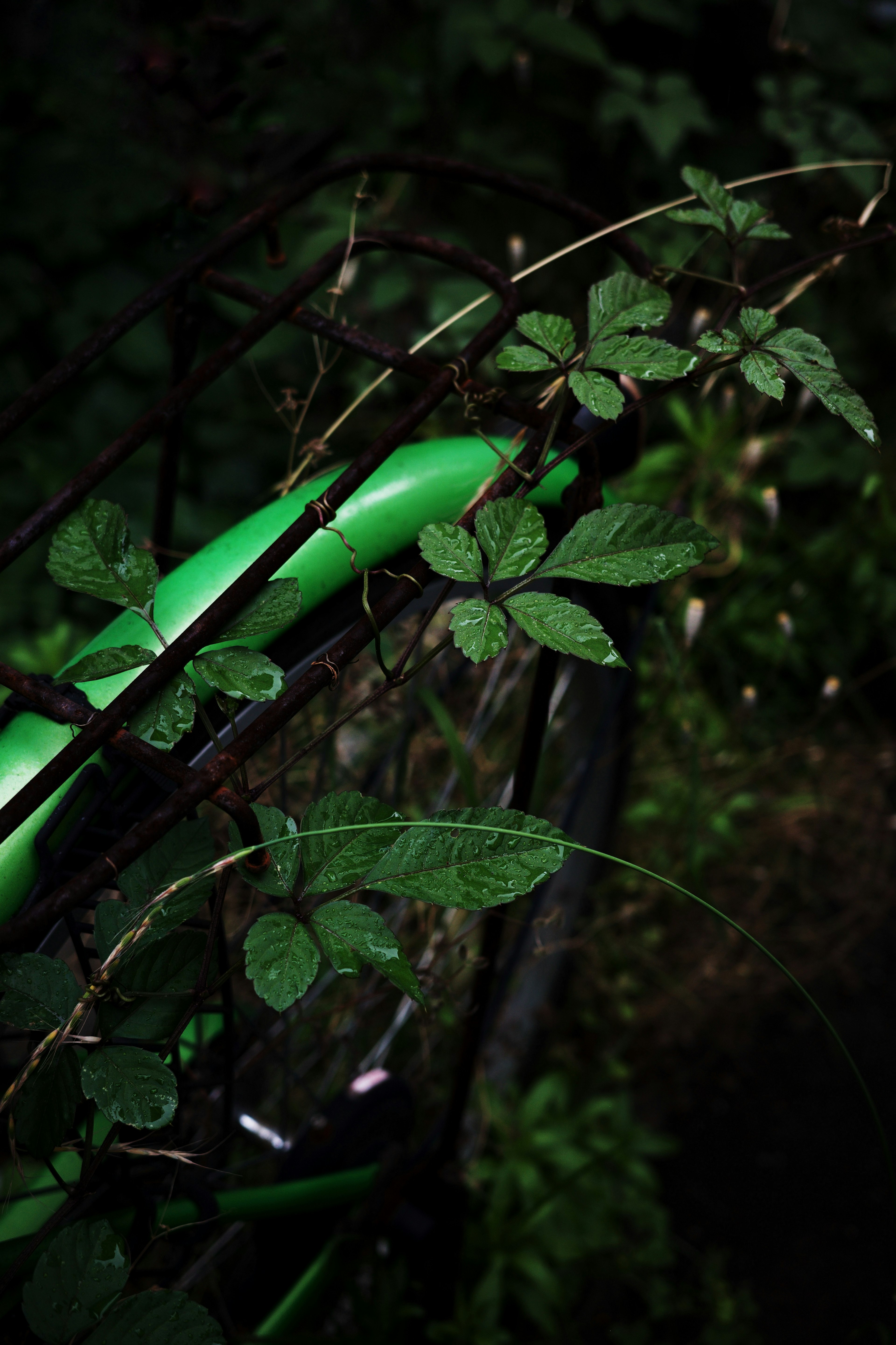 Close-up of green bicycle frame with leaves against a dark background highlighting vibrant green colors