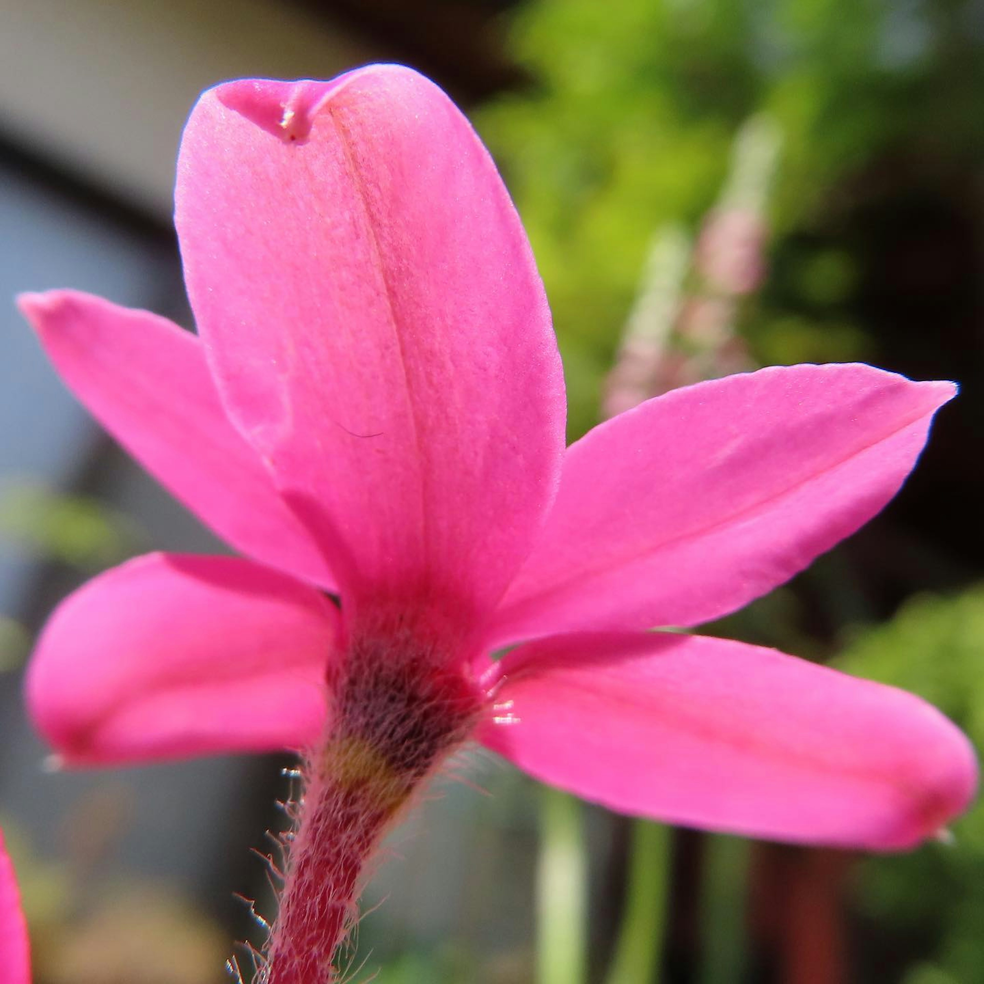 Primo piano di un fiore con petali rosa vivaci