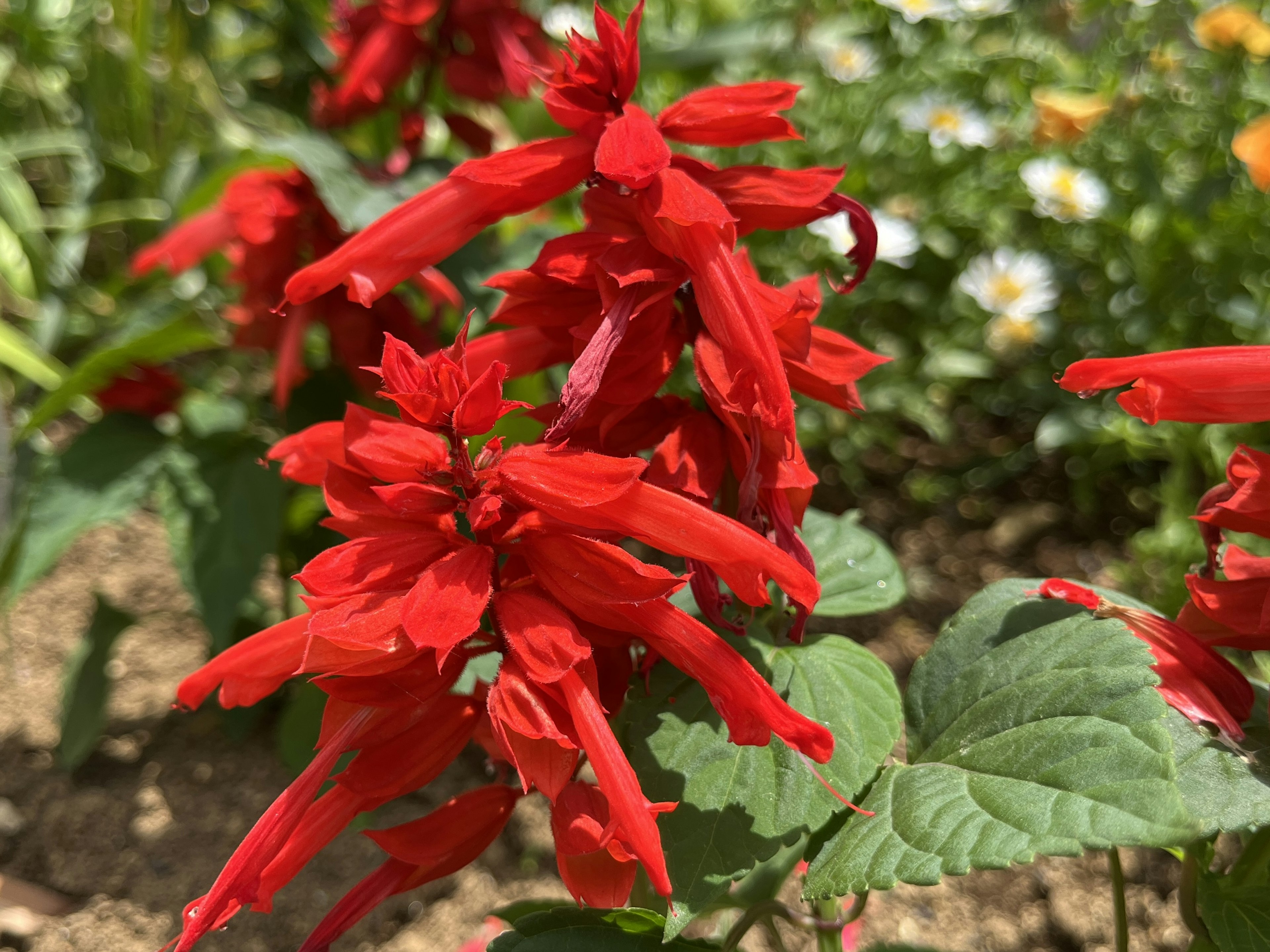 鮮やかな赤い花が咲く植物のクローズアップ