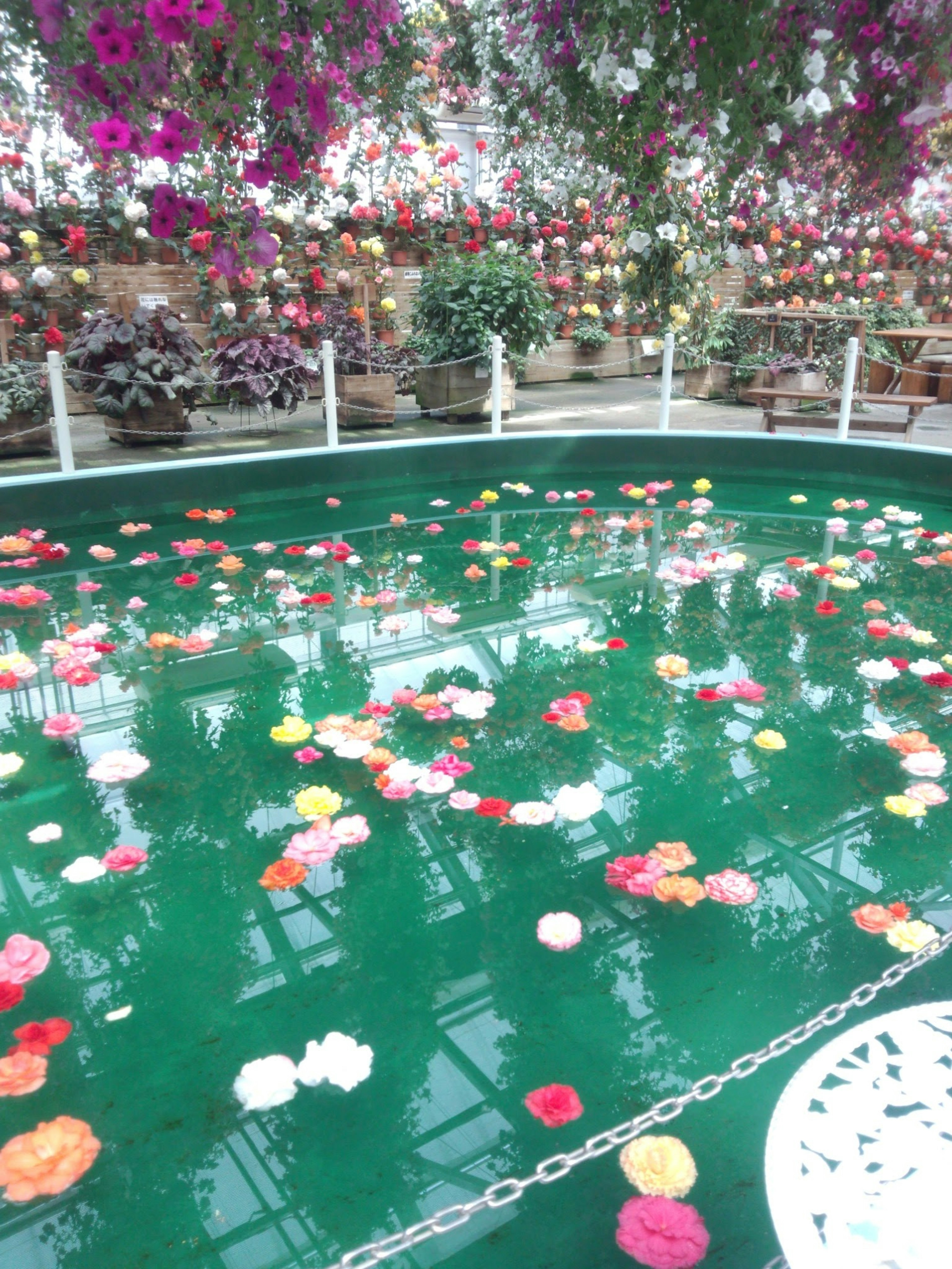 A beautiful scene of flower petals floating on a green pond