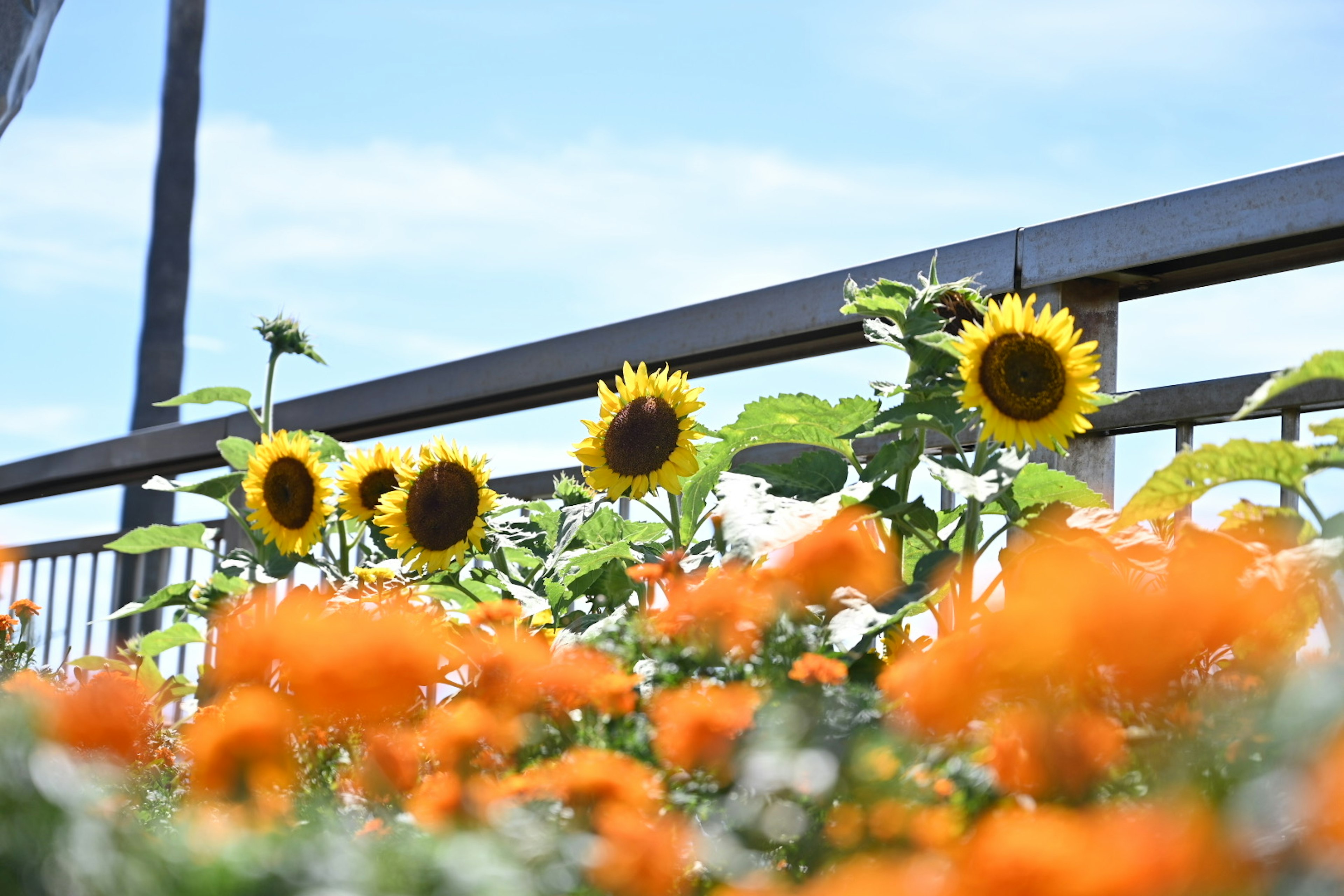 A landscape featuring sunflowers and orange flowers under a blue sky