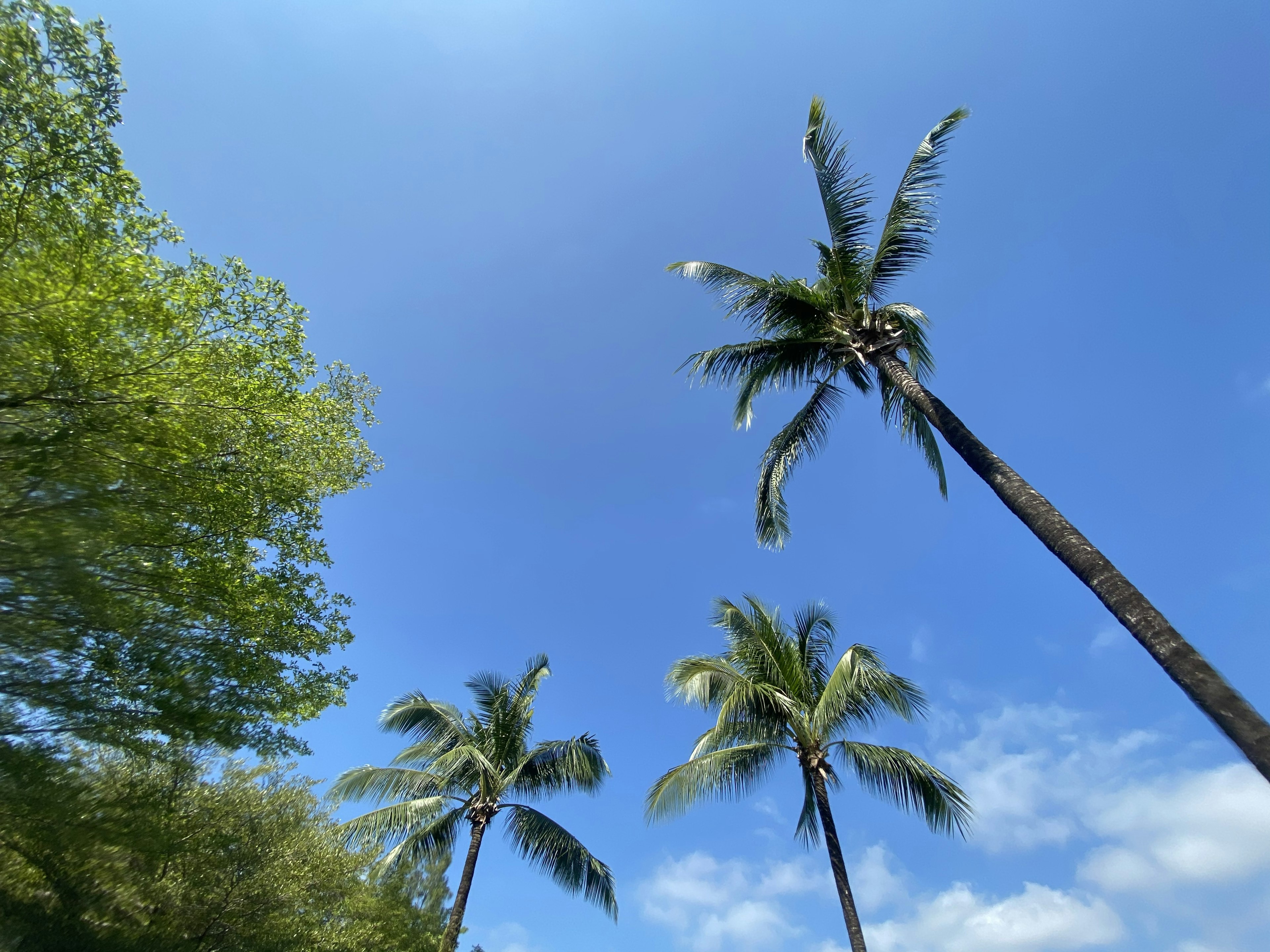 Palm trees under a clear blue sky with green foliage