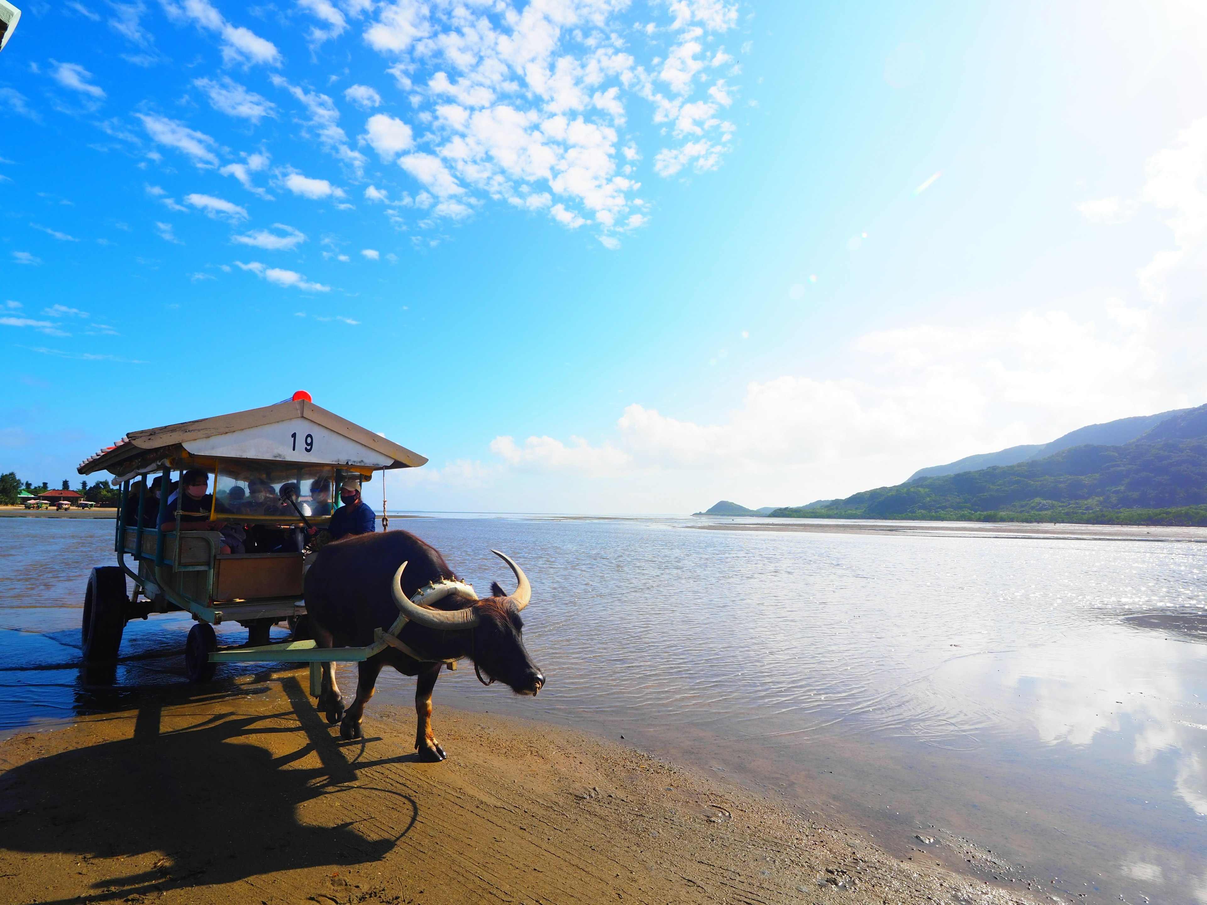 Seekor kerbau air menarik kereta di tepi pantai dengan langit biru